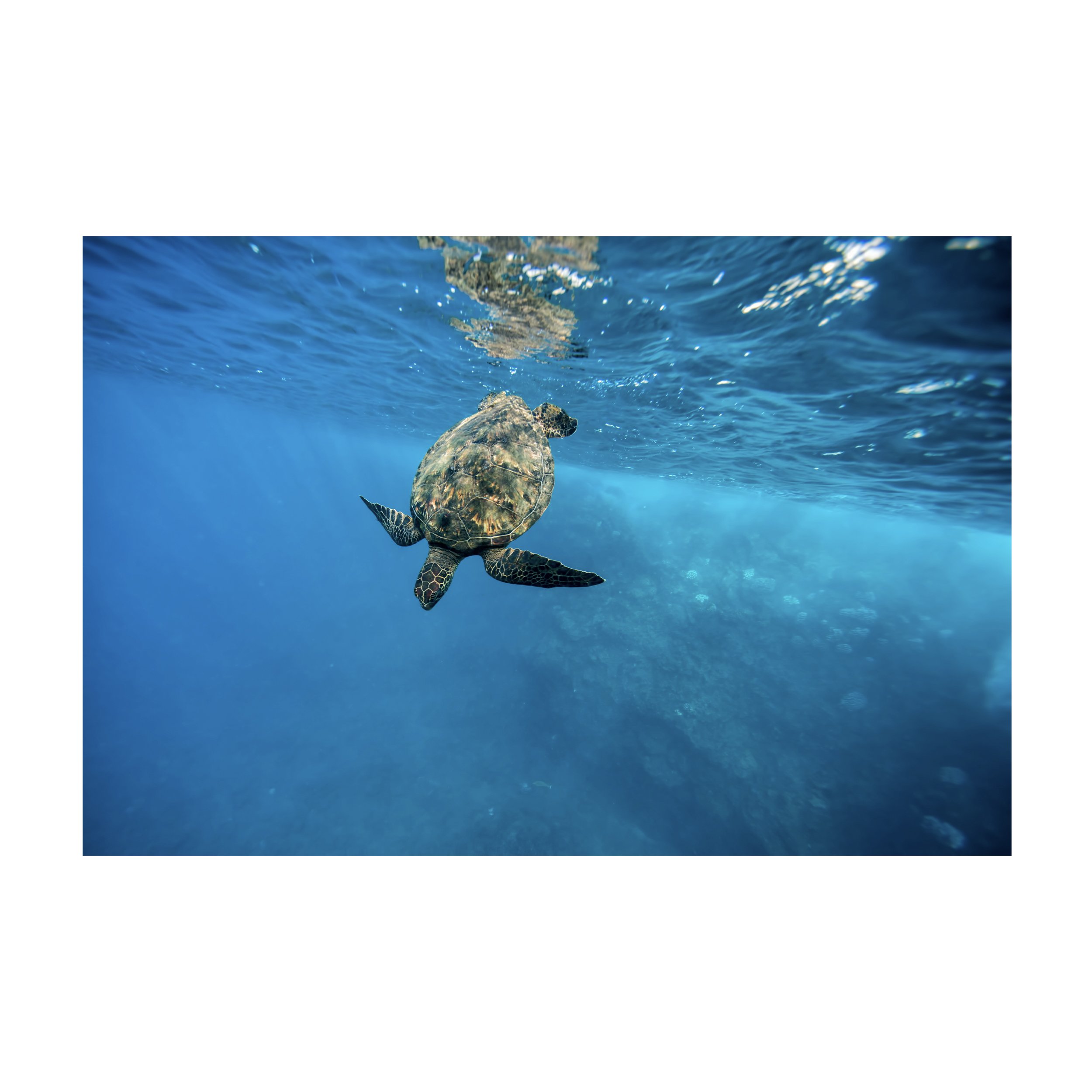 turtle 3.jpg