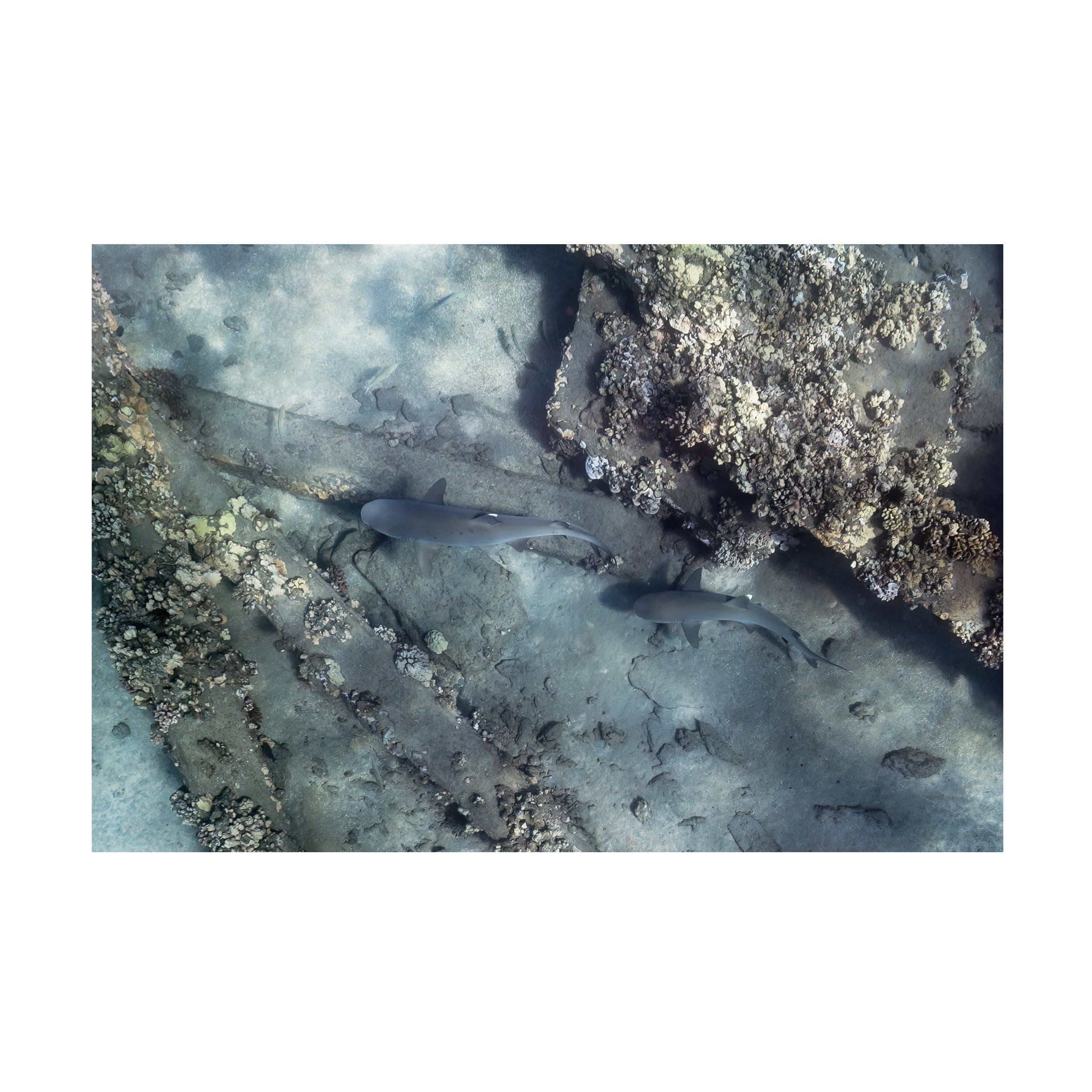 shark 04.jpg
