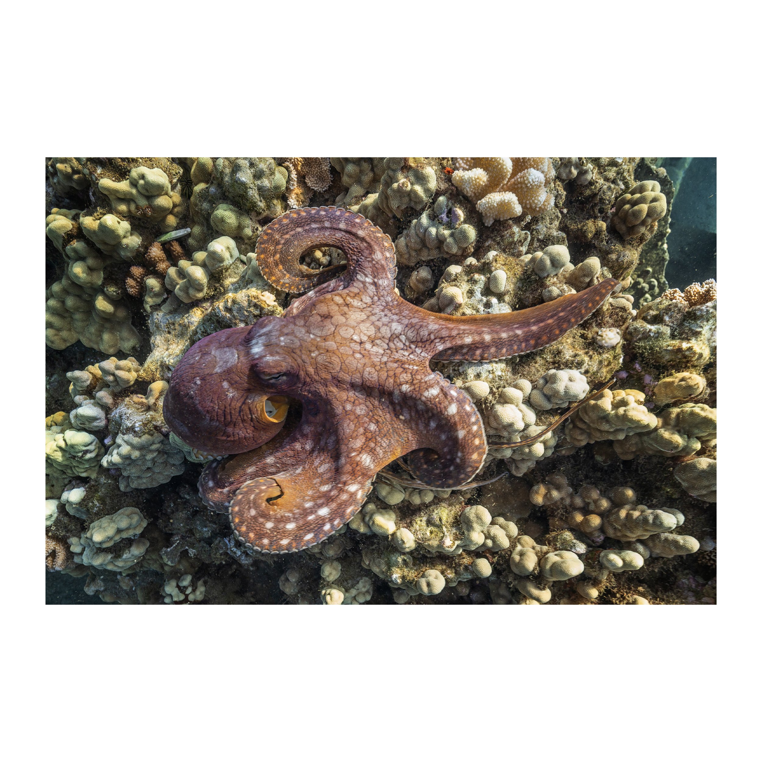 octopus 01.jpg