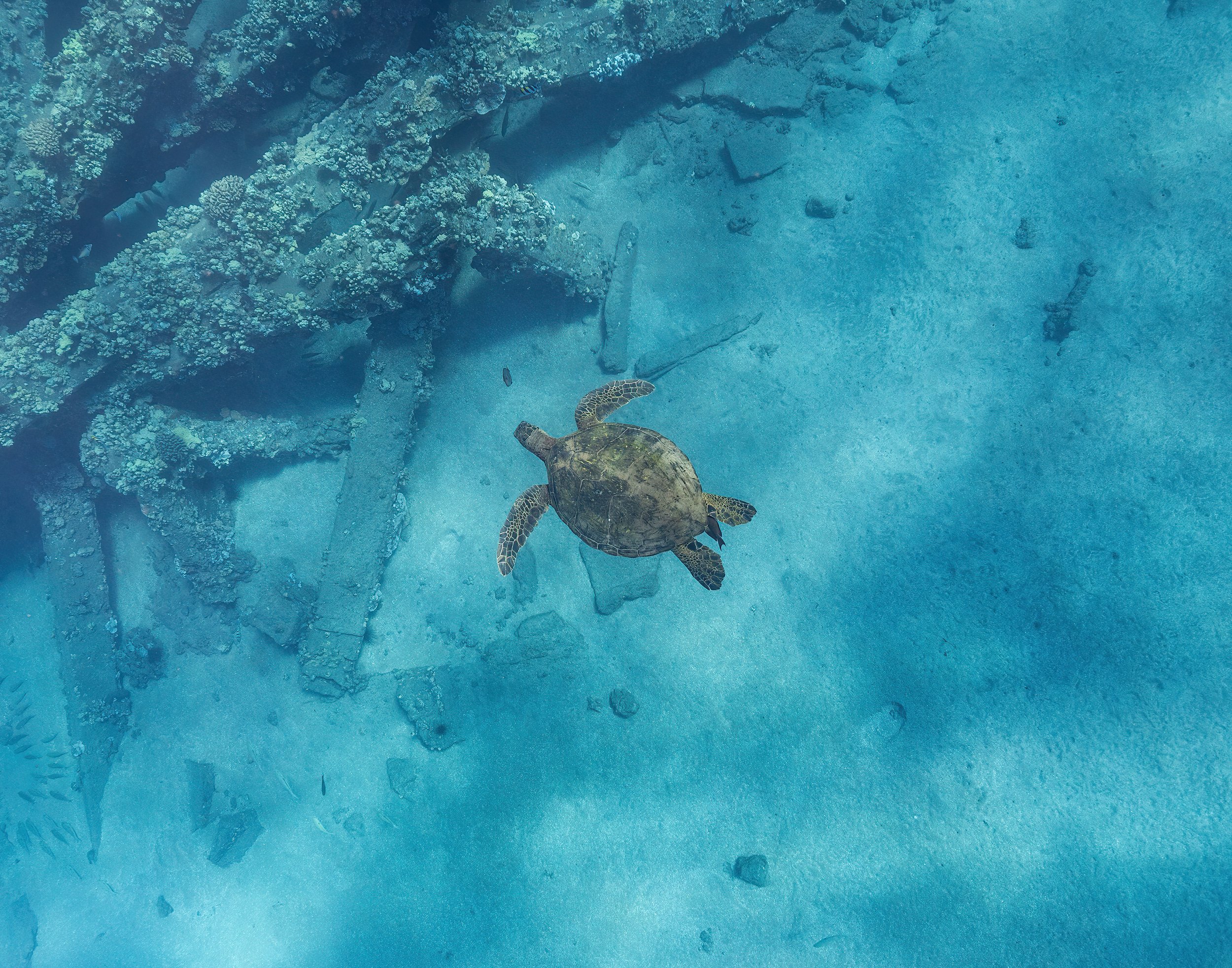 TURTLE-008.jpg
