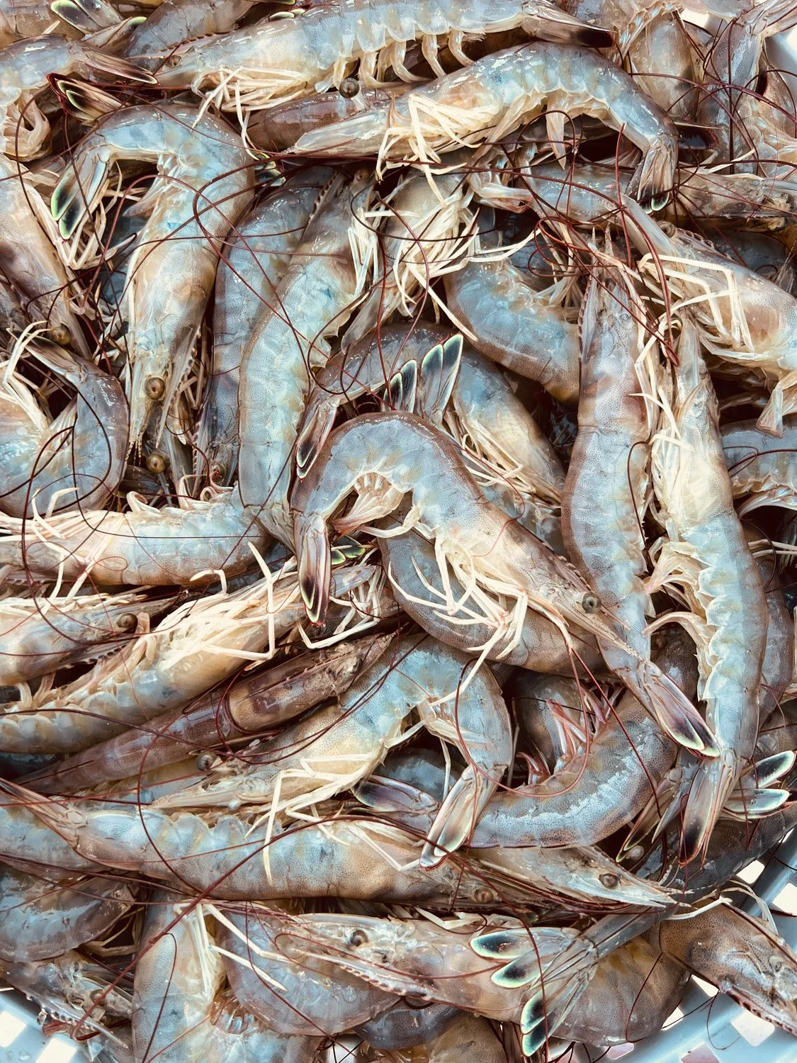 Manley's Joy-Lift Films-BTS-6.jpg