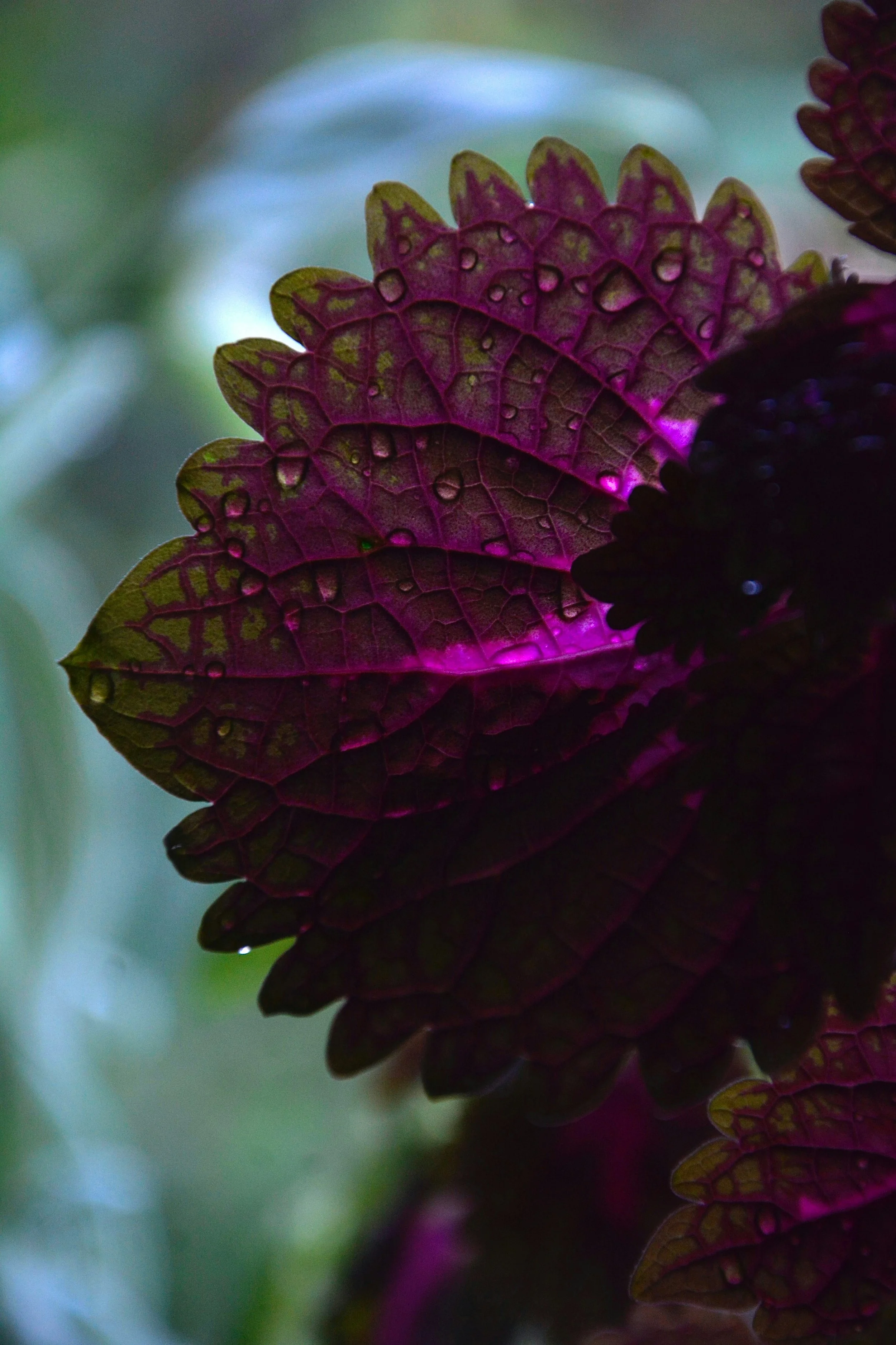 Cycle Breaking Women Purple Leaf Flower