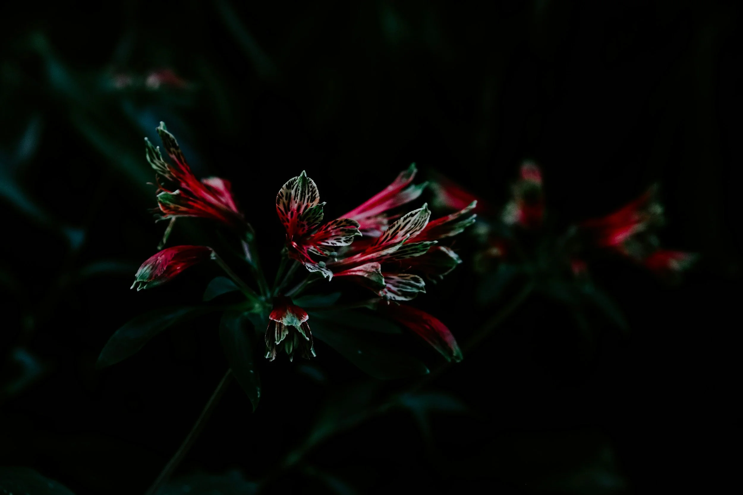 Close-up of a pink and white striped flower with dark background.