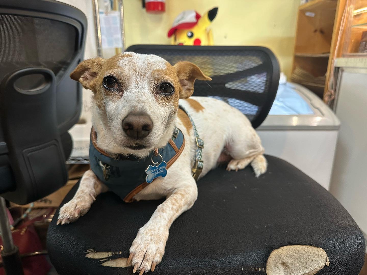 Shatchi&rsquo;s working hard behind the counter 🐶