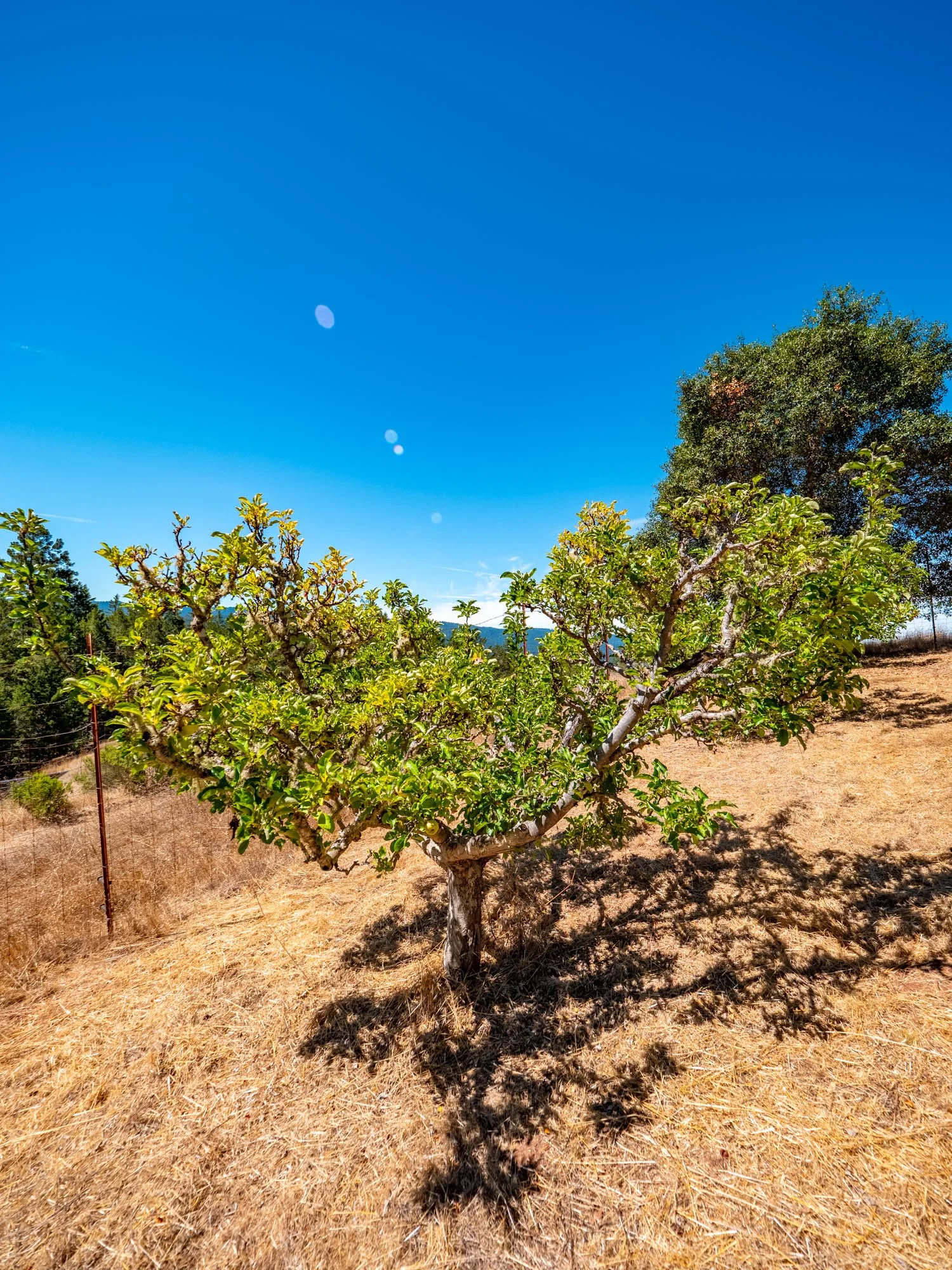 11901 Clow Ridge Rd-154.jpg