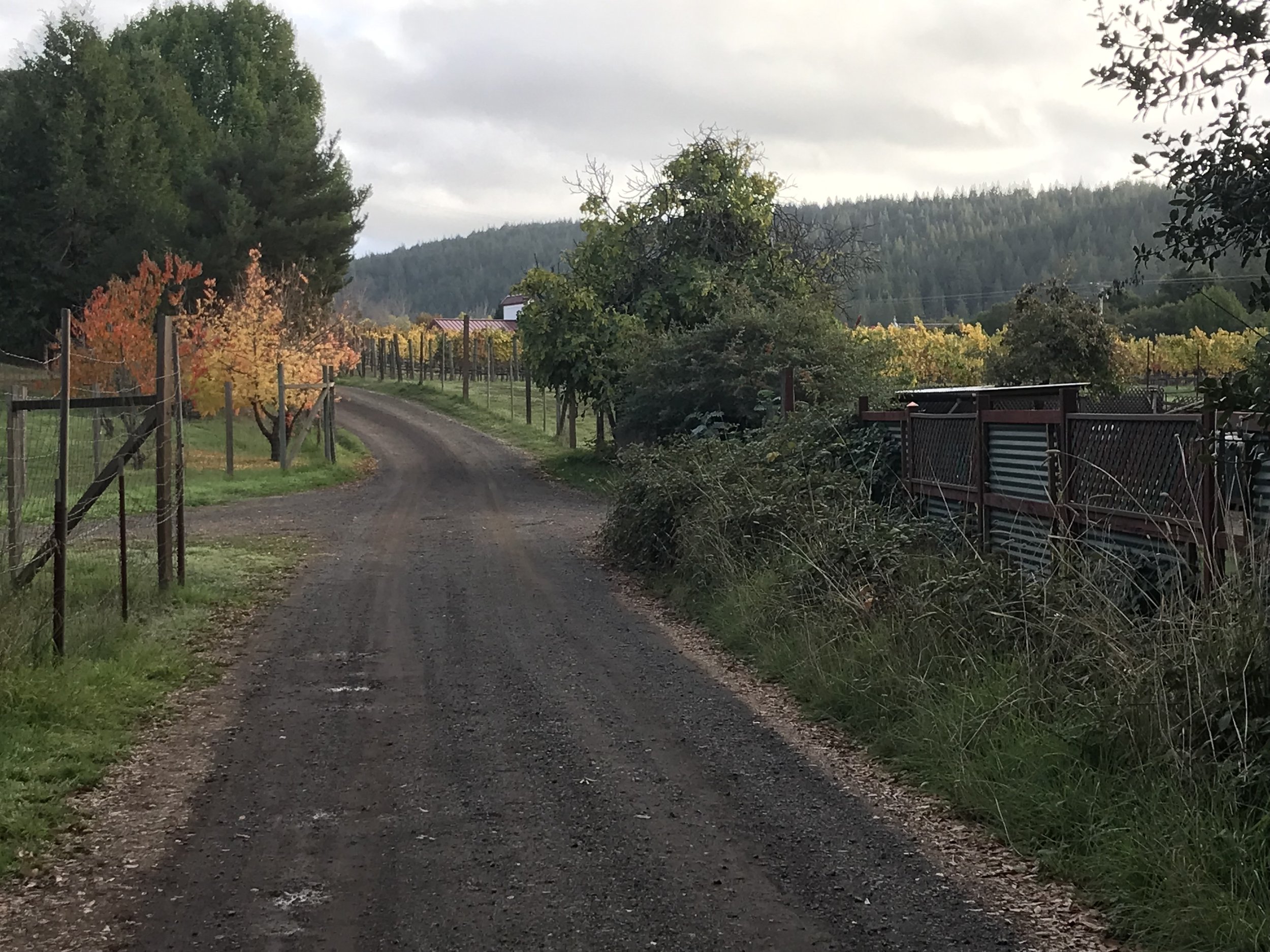 The bordering vineyard offers a spectacular entrance, no matter the time of year.