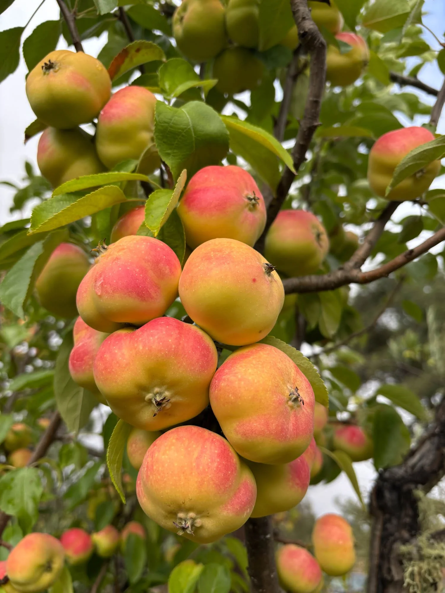 16101 Lost Creek Rd-167.jpg