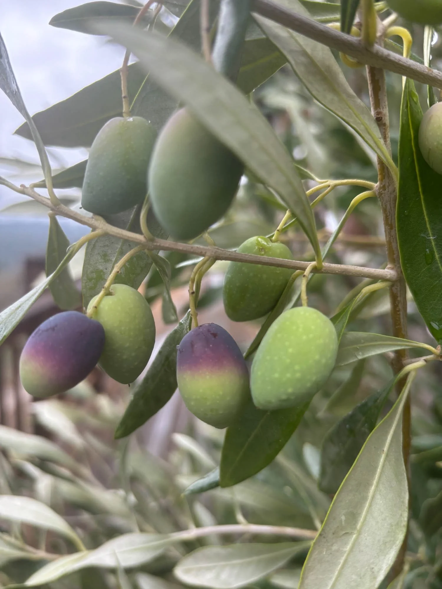 16101 Lost Creek Rd-168.jpg