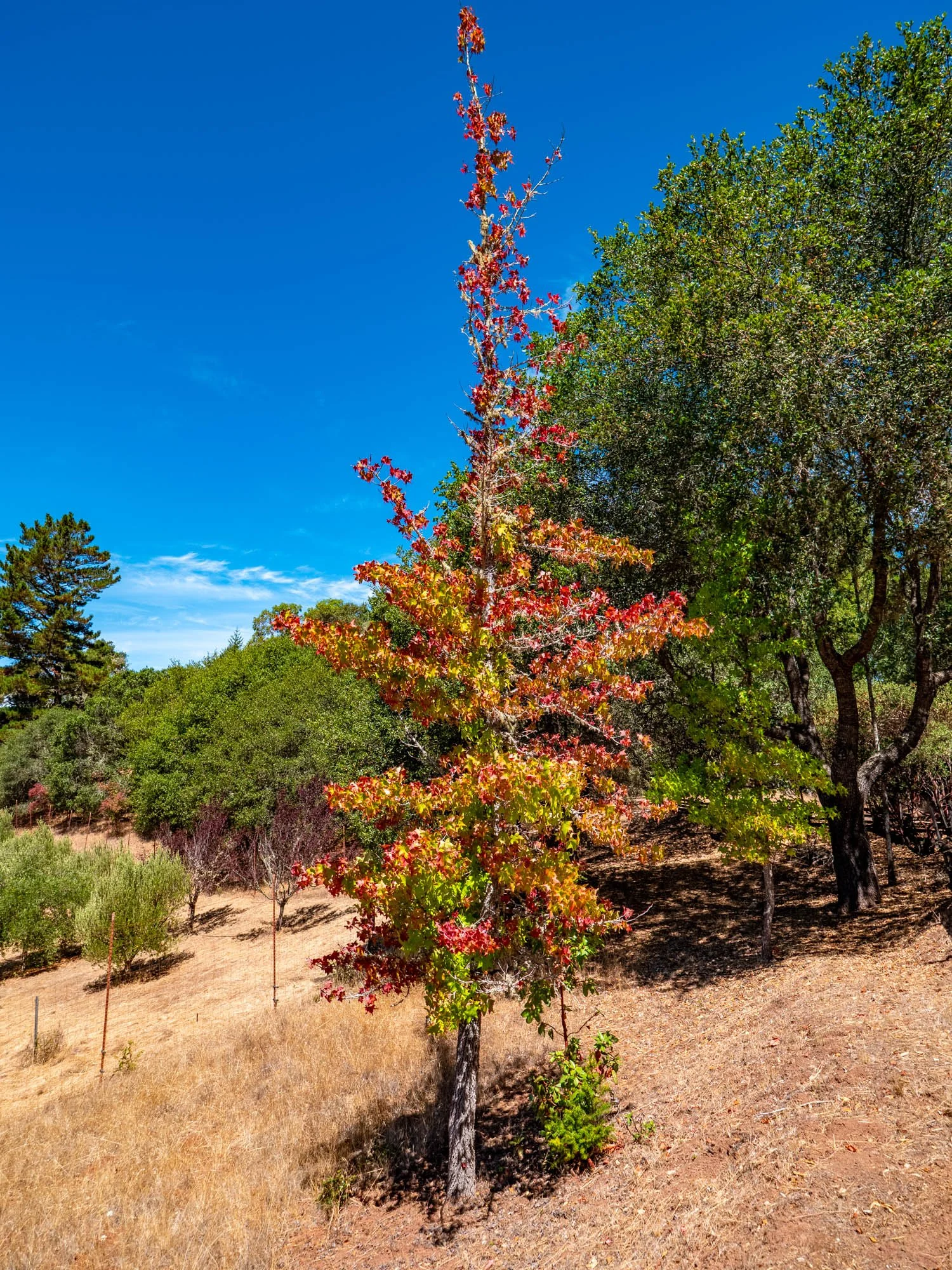 11901 Clow Ridge Rd-155.jpg