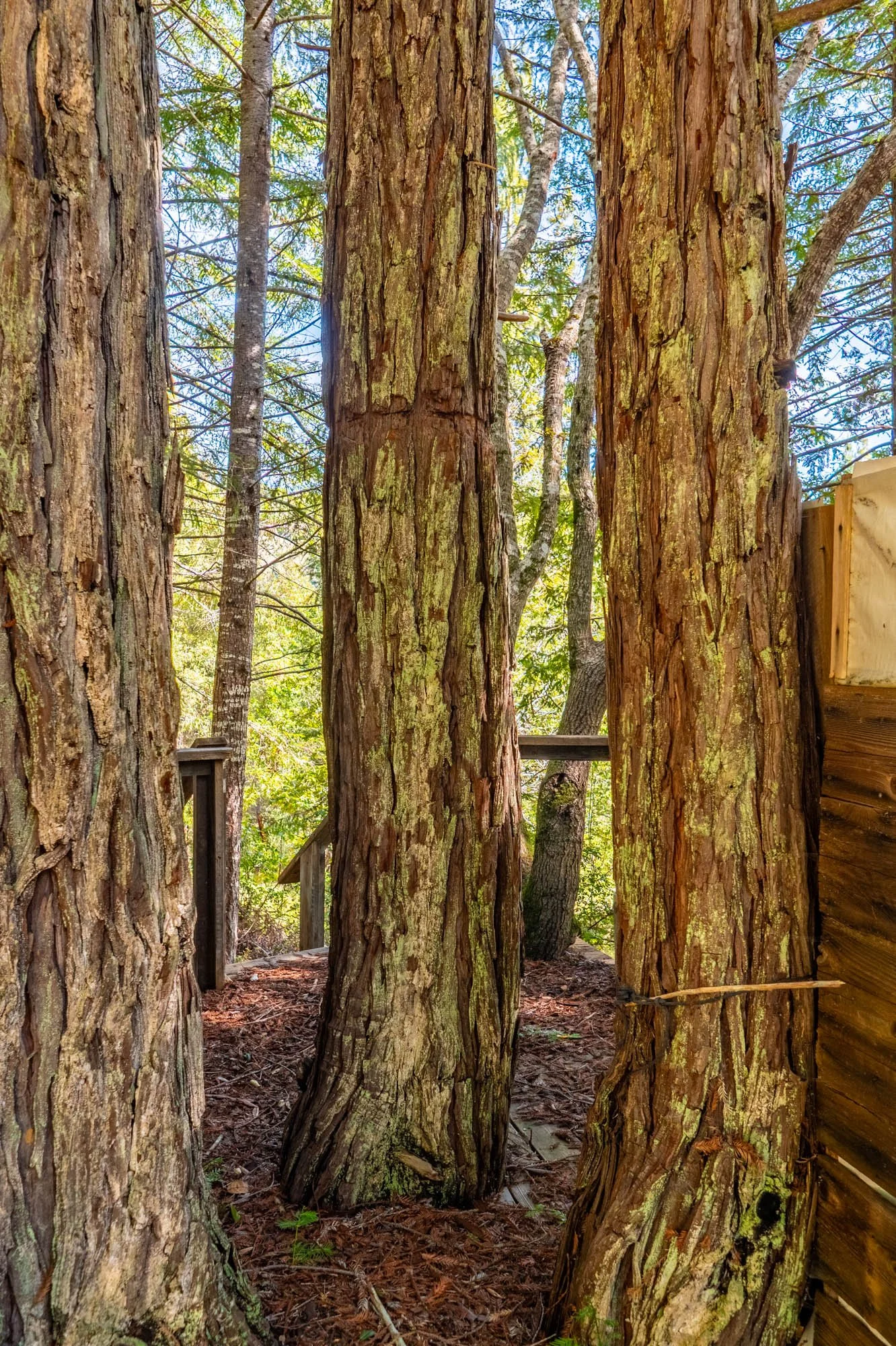 1910 Charoliase Dr-163.jpg