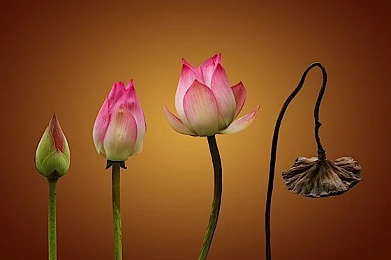 Vô Thường Thị Thường