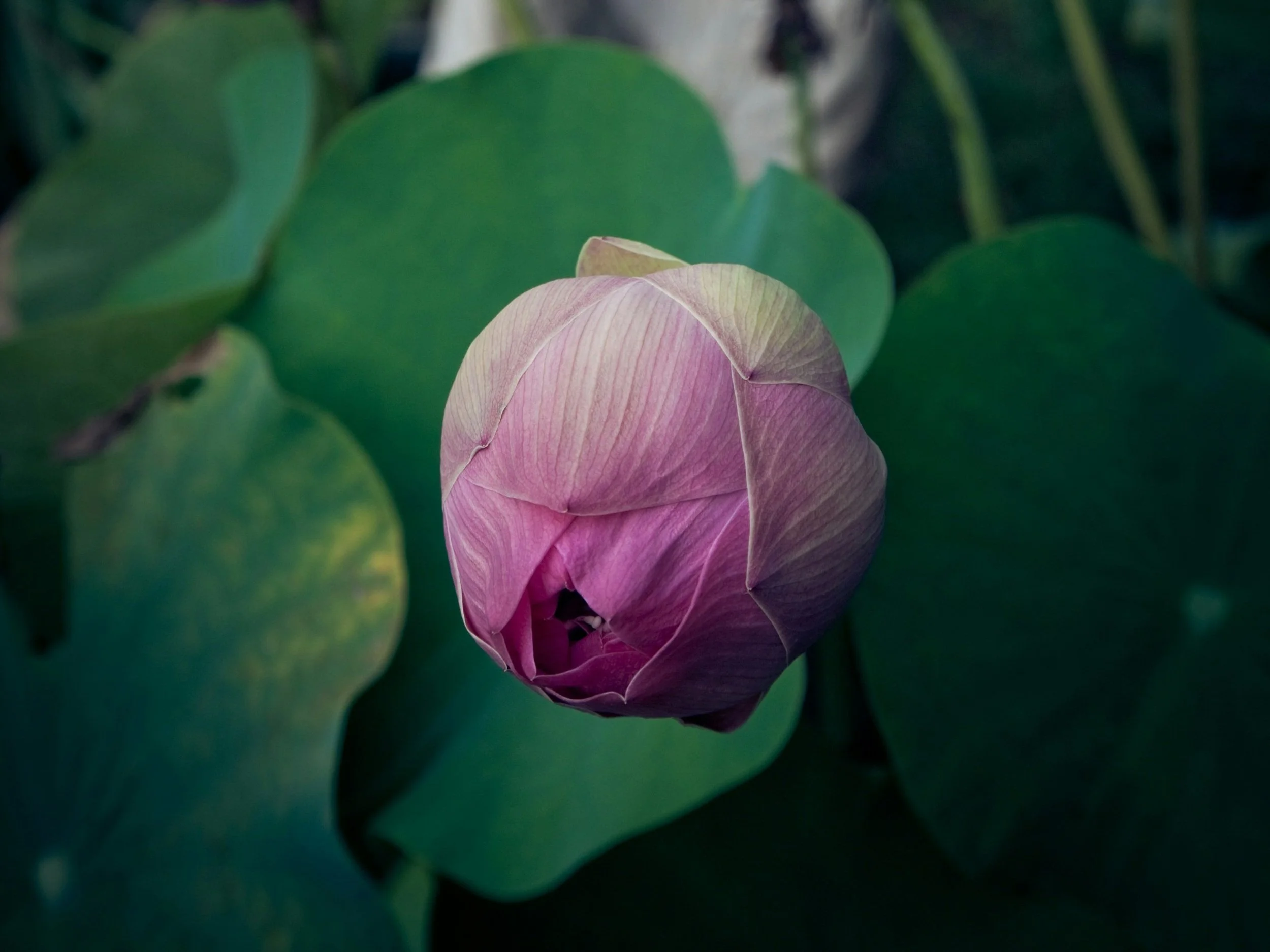 Xướng Hoạ Đường Thi