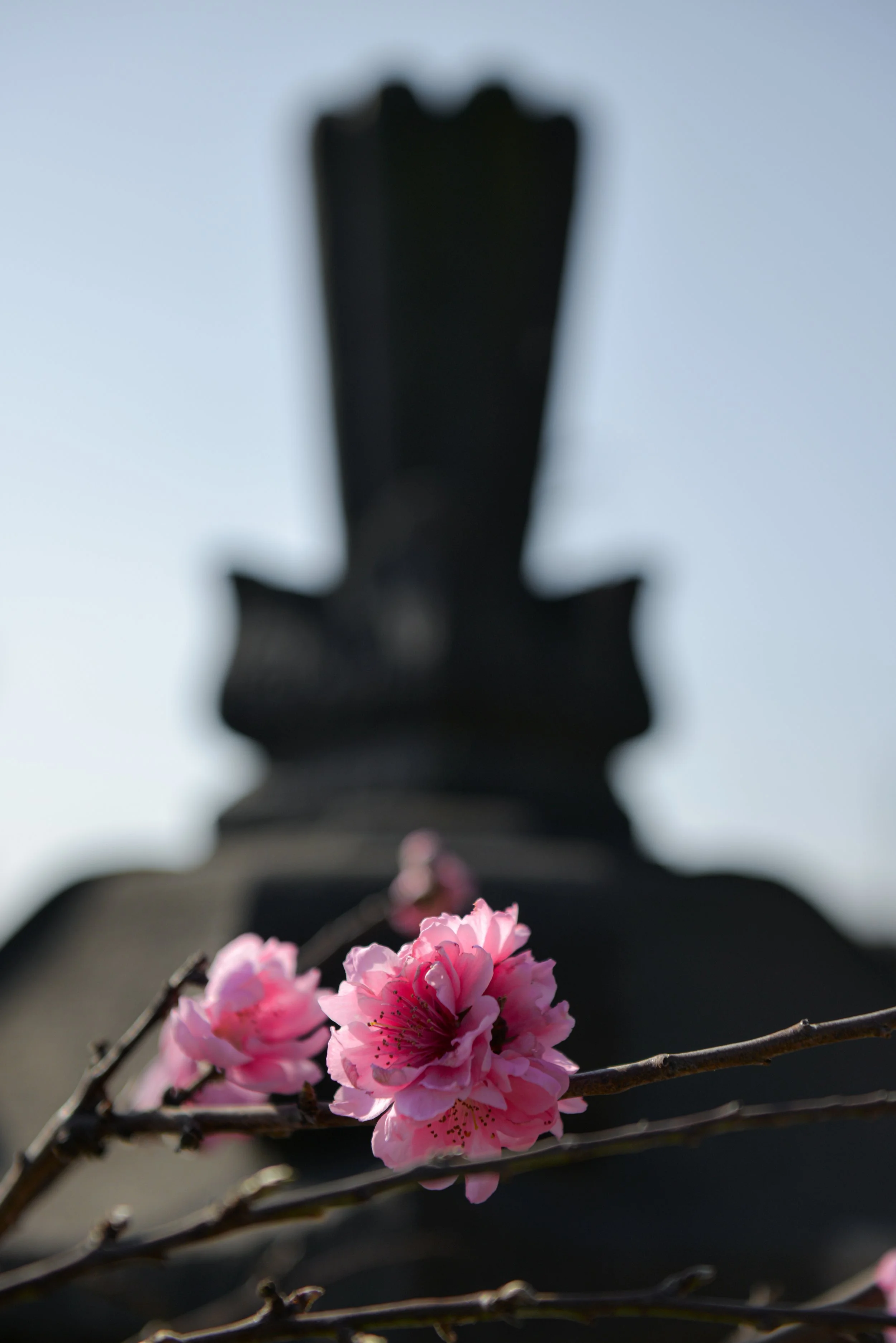 Xuân Hy Vọng | Xuân Ất Tỵ