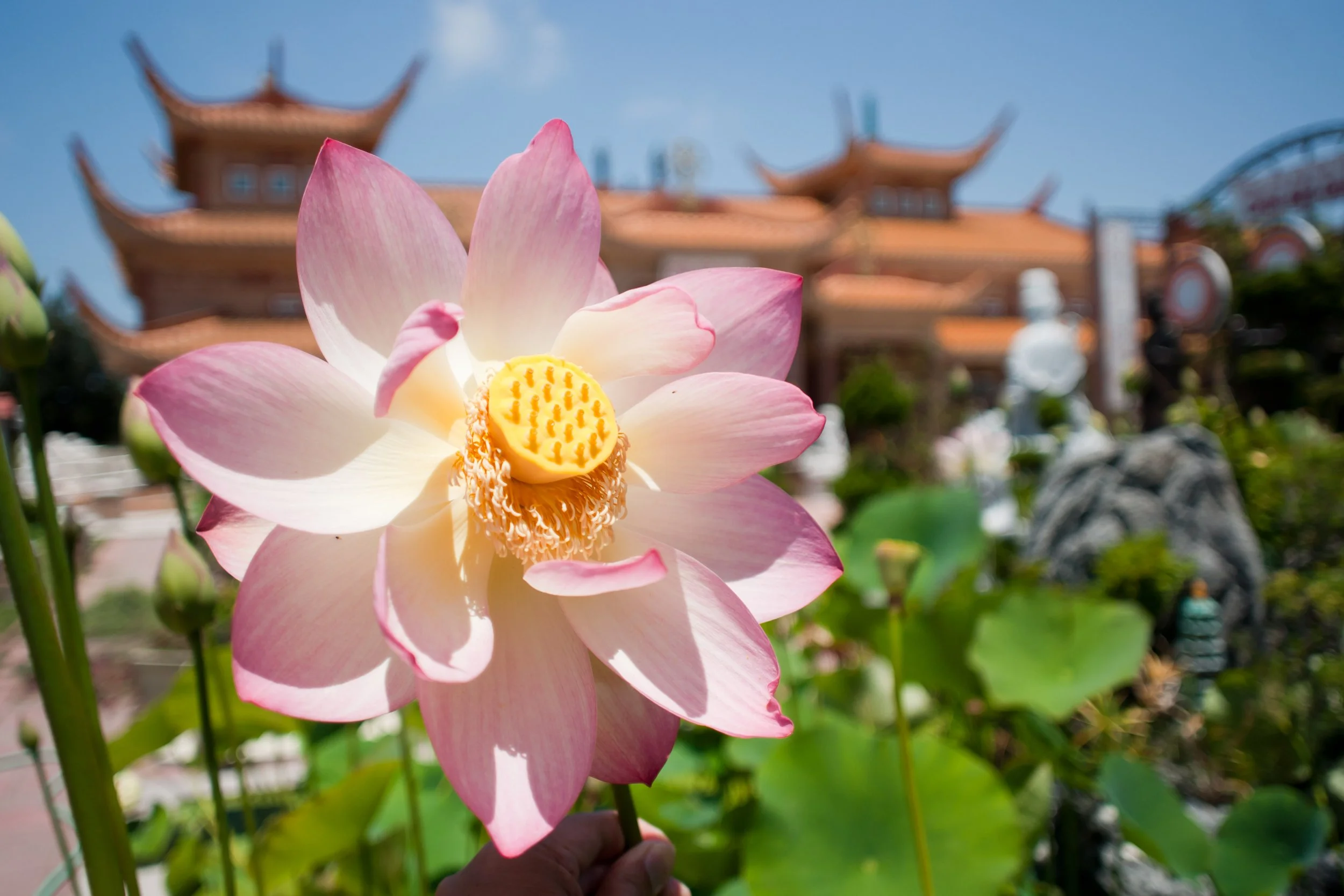 Sen Nở Trời Phương Ngoại