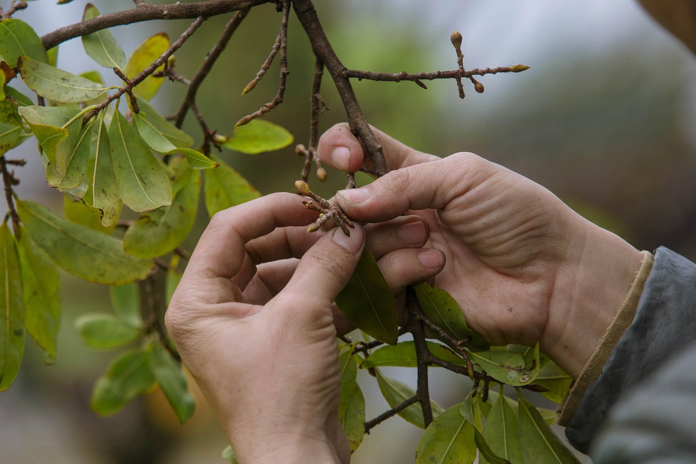 Lặt Mai Đón Xuân
