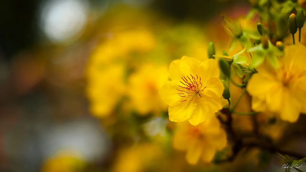 Message of Tet (The Lunar New Year) - 2026