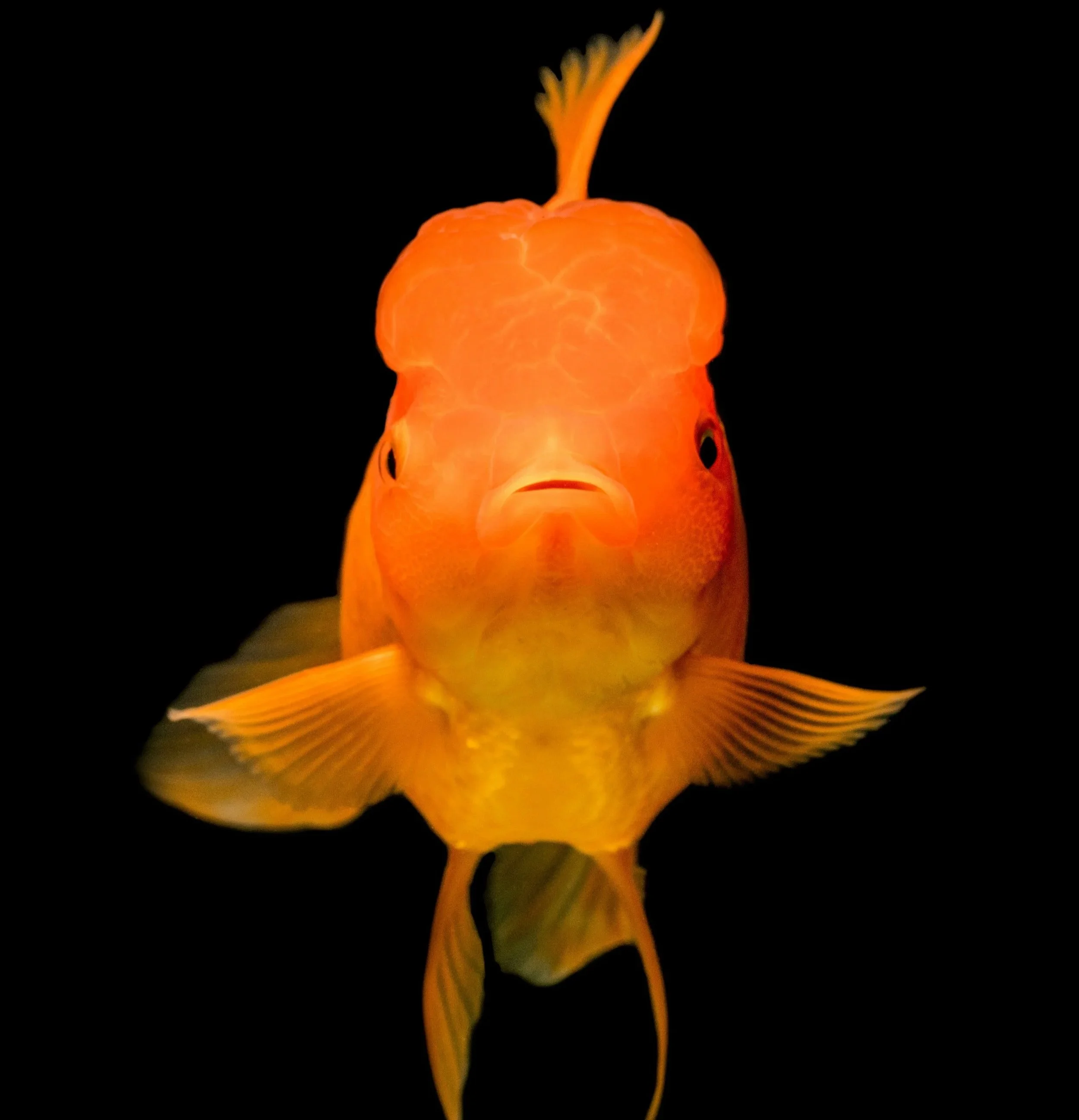 Why GenAI Drops the Ball