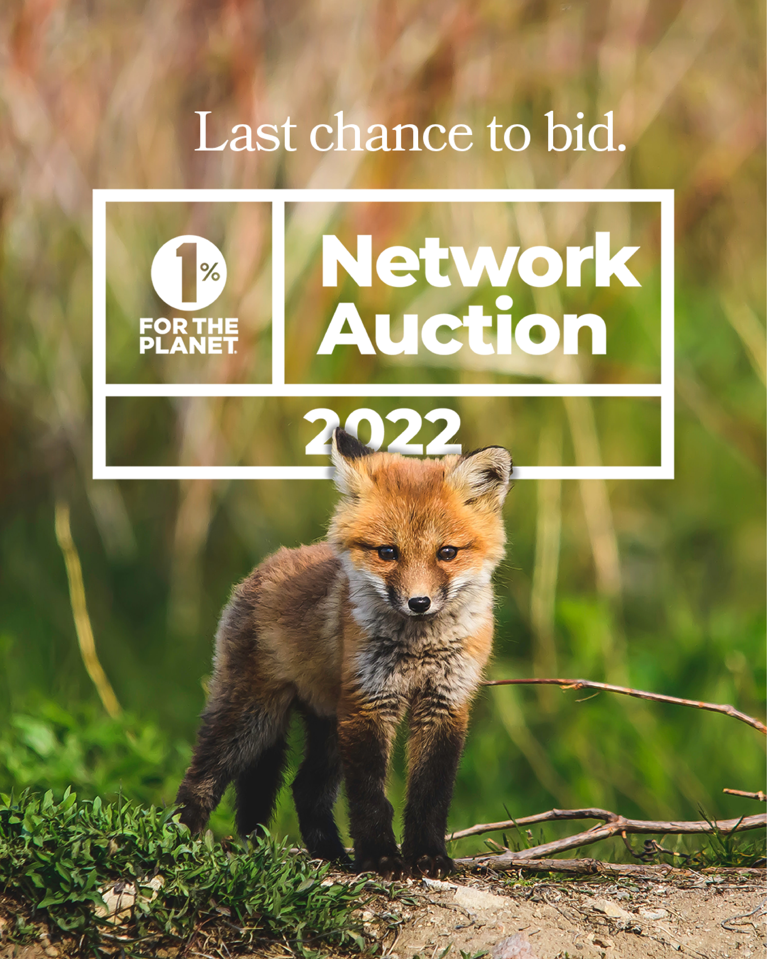 22_NetworkAuctionLastChance_V01.png
