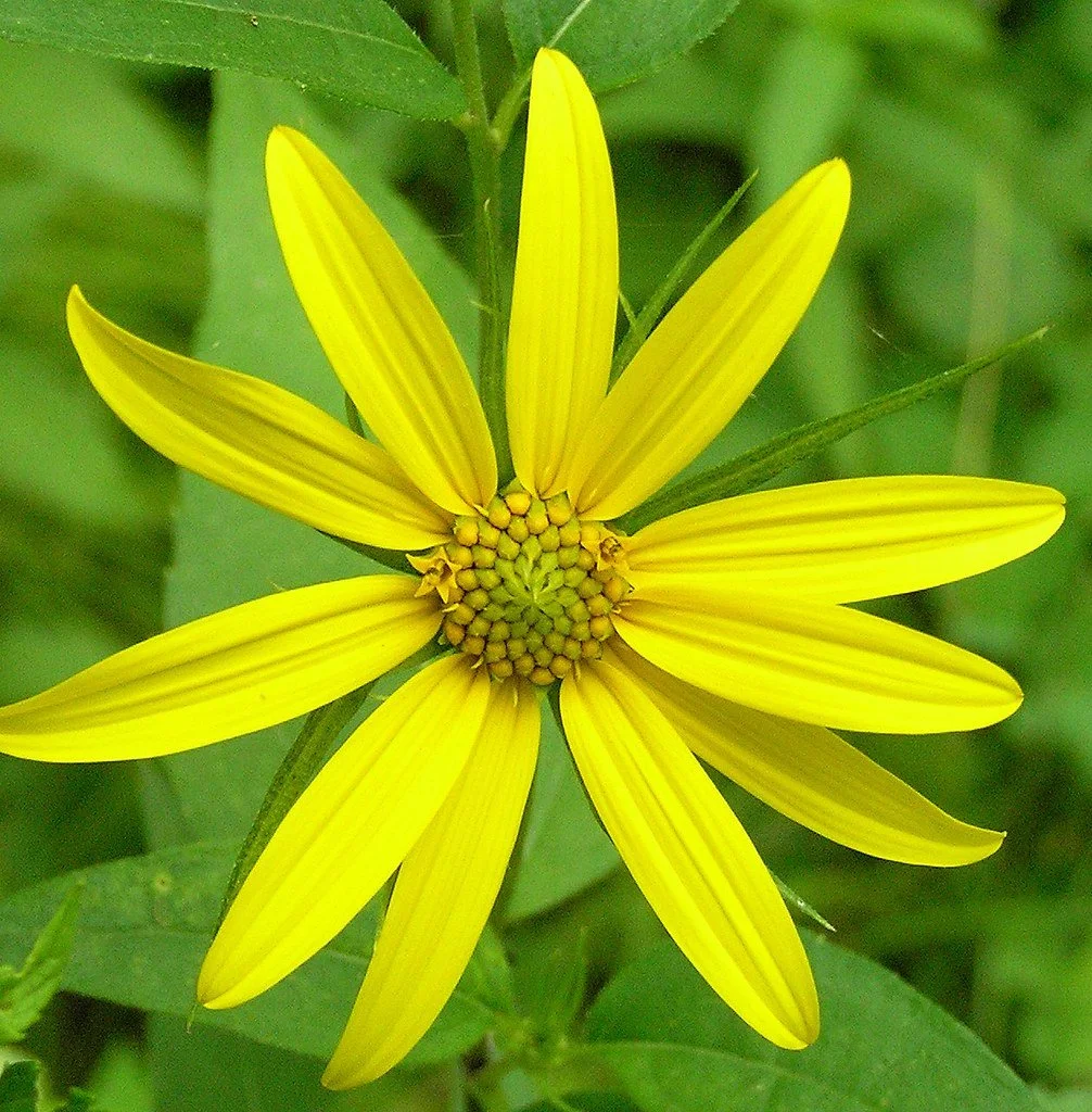 Woodland Sunflower (Helianthus divaricatus)