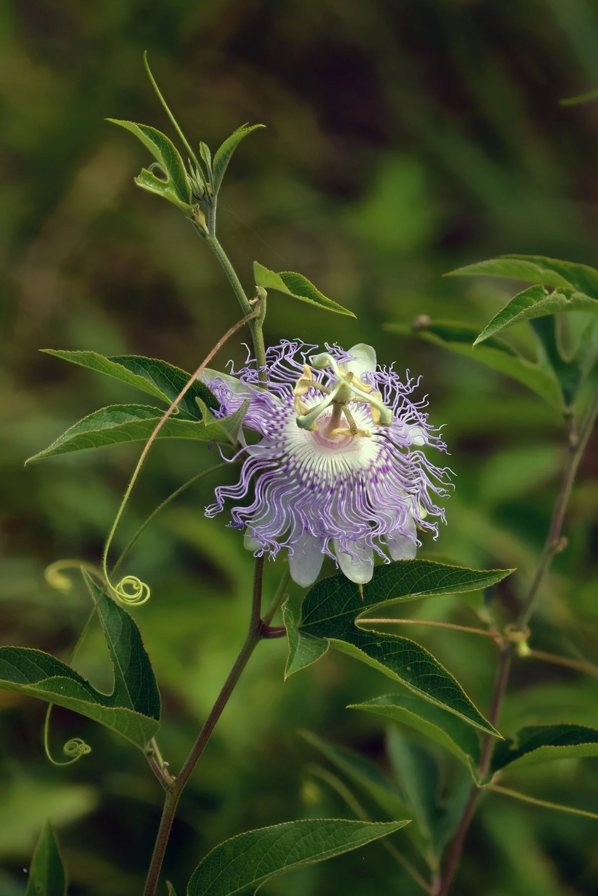 Purple Passionflower (Passiflora incarnata)