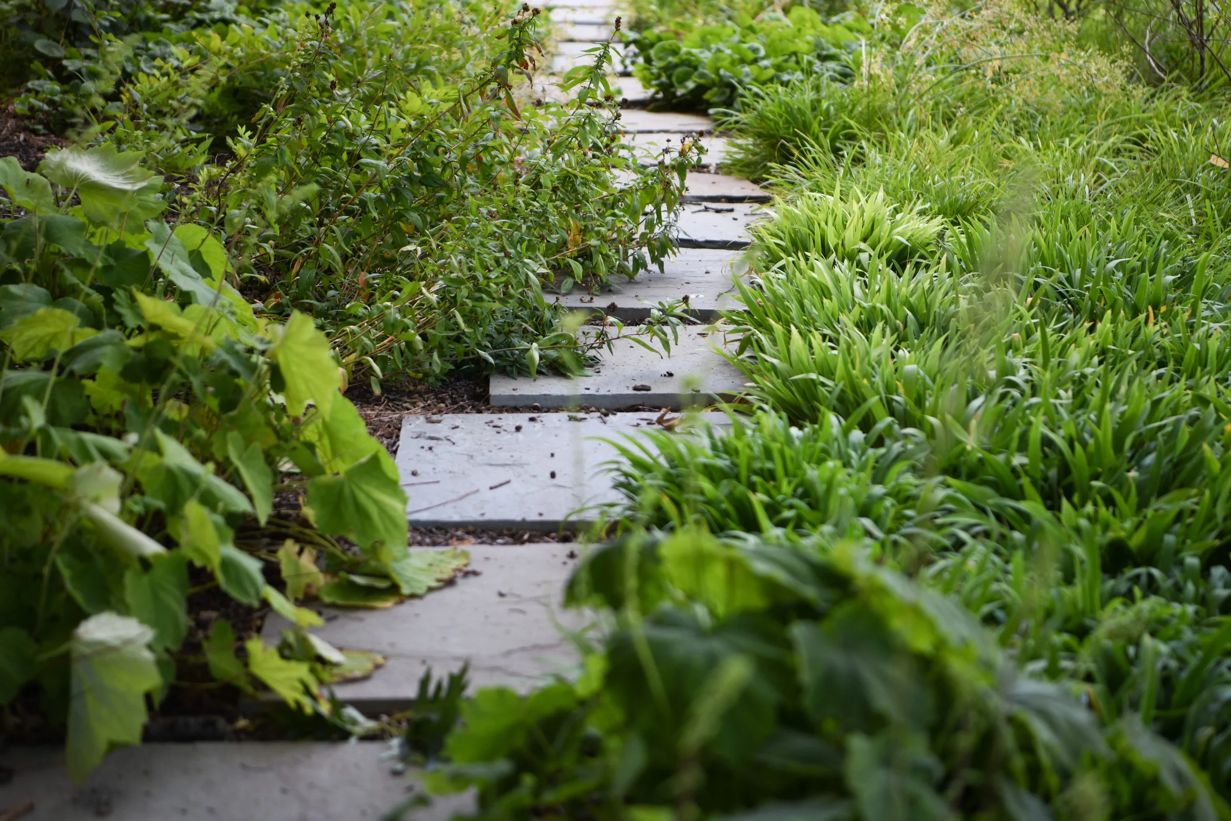 Harvey_Home_Front_Garden-4 (1).jpg