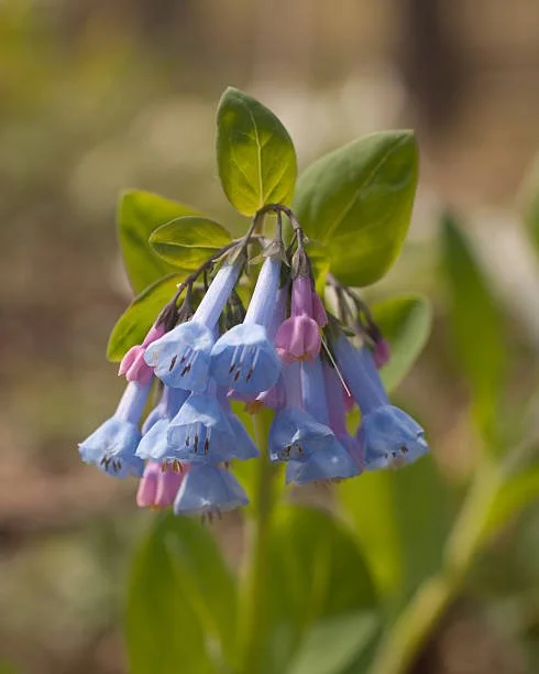 Mertensia virginica (Virginia Bluebells)