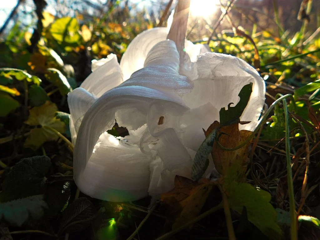 Verbesina virginica (Frostweed)