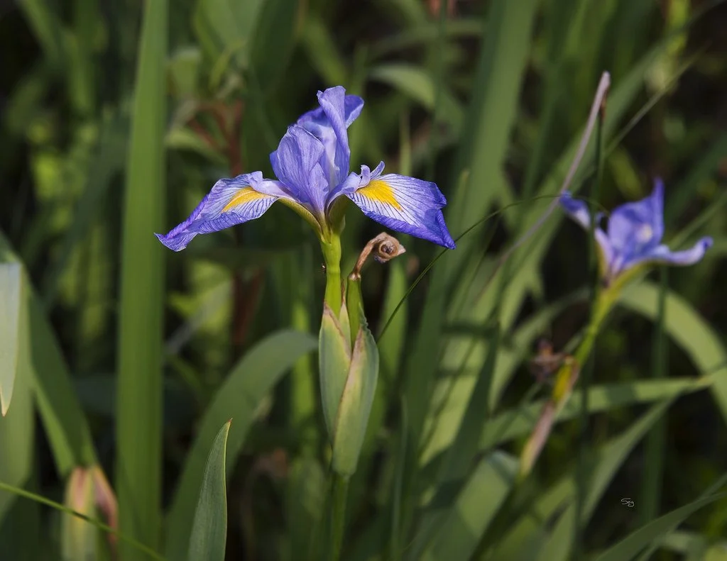 Iris virginica (Southern Blue Flag or Virginia Iris)