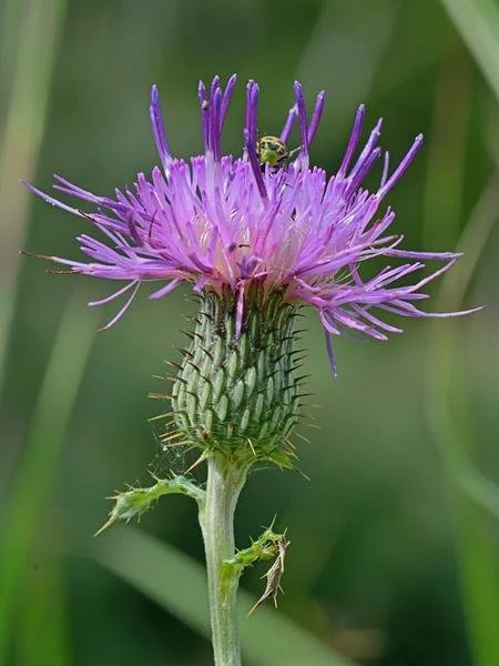 Virginia Thistle (Cirsium virginianum)