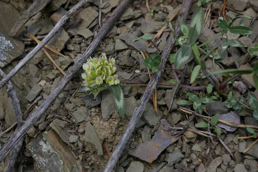 Trifolium virginicum (Kates Mountain Clover)