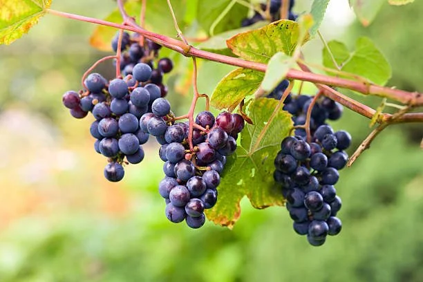 Fox Grape (Vitis labrusca)