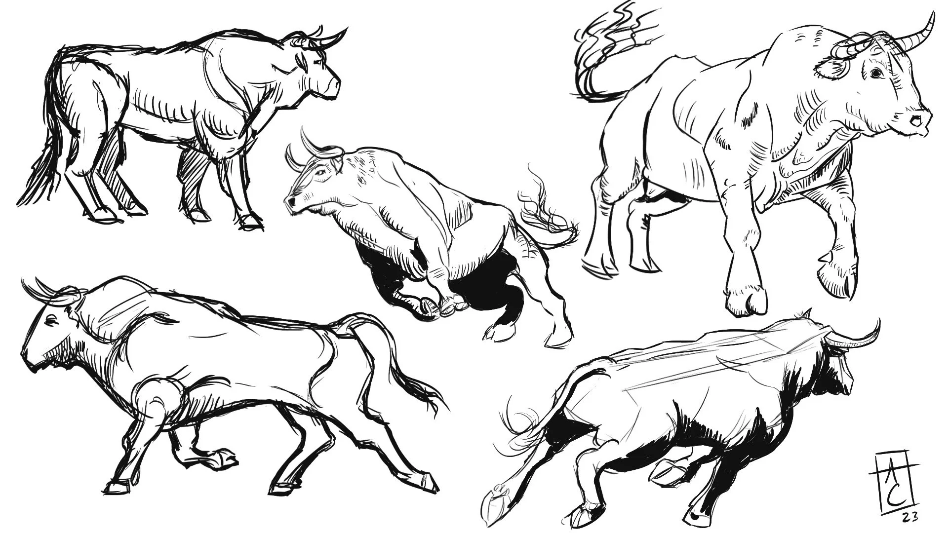 Bull studies