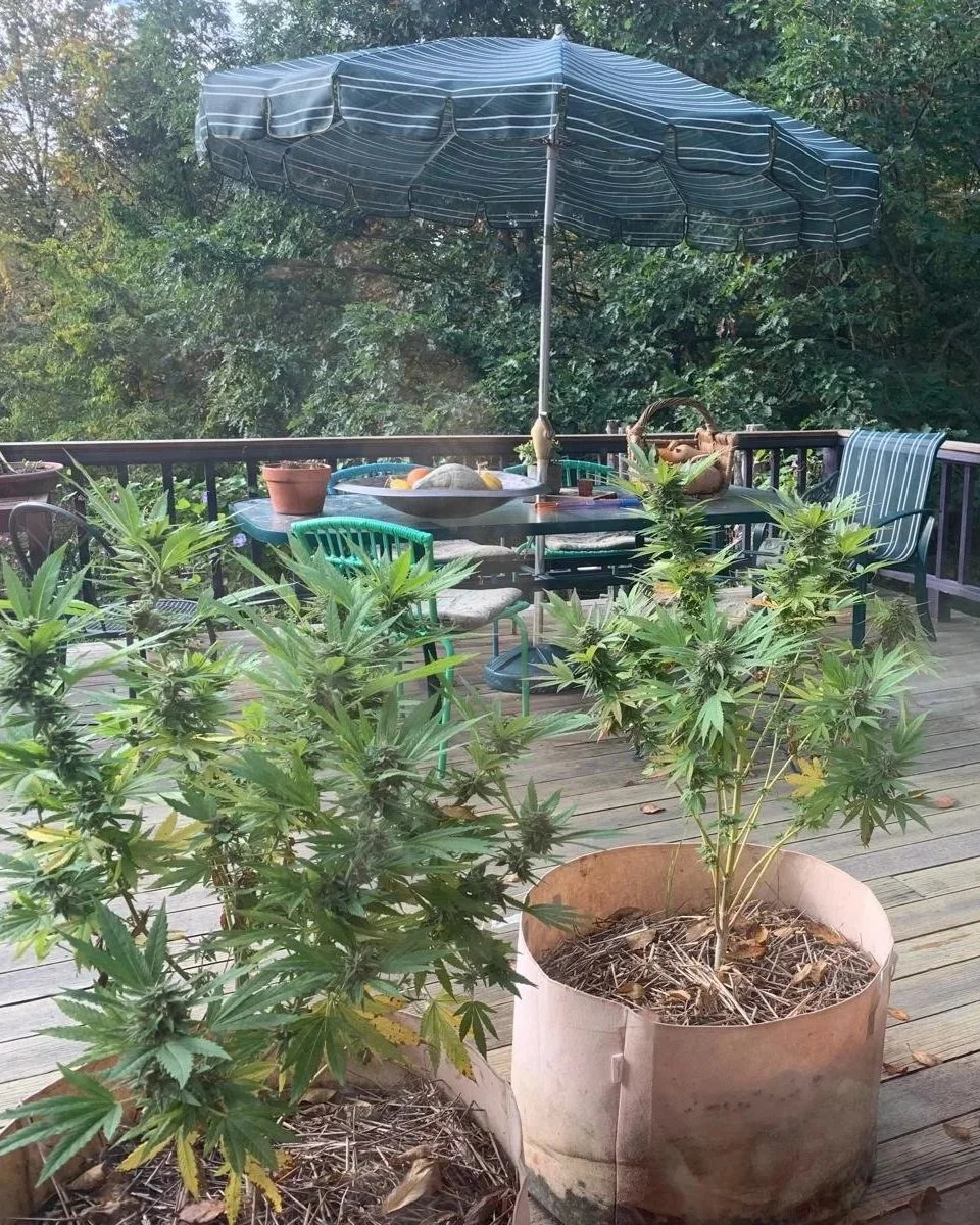 Growing at the N.E.S.T. Session 2 - Nurturing Growth: Cultivating Strong, Healthy Plants