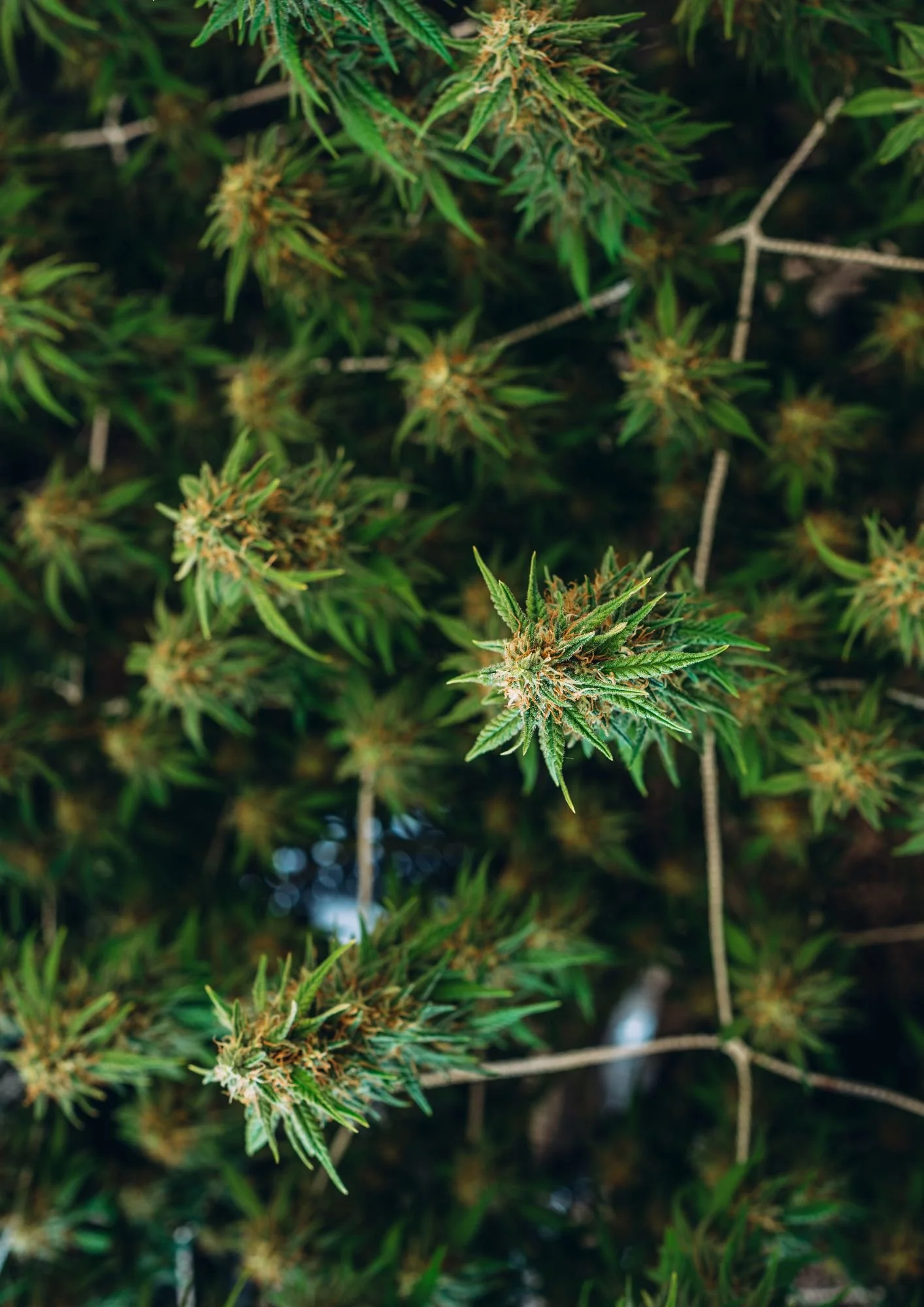 Copy of Copy of Copy of Copy of CannabiSabbath 2025 (4).jpg