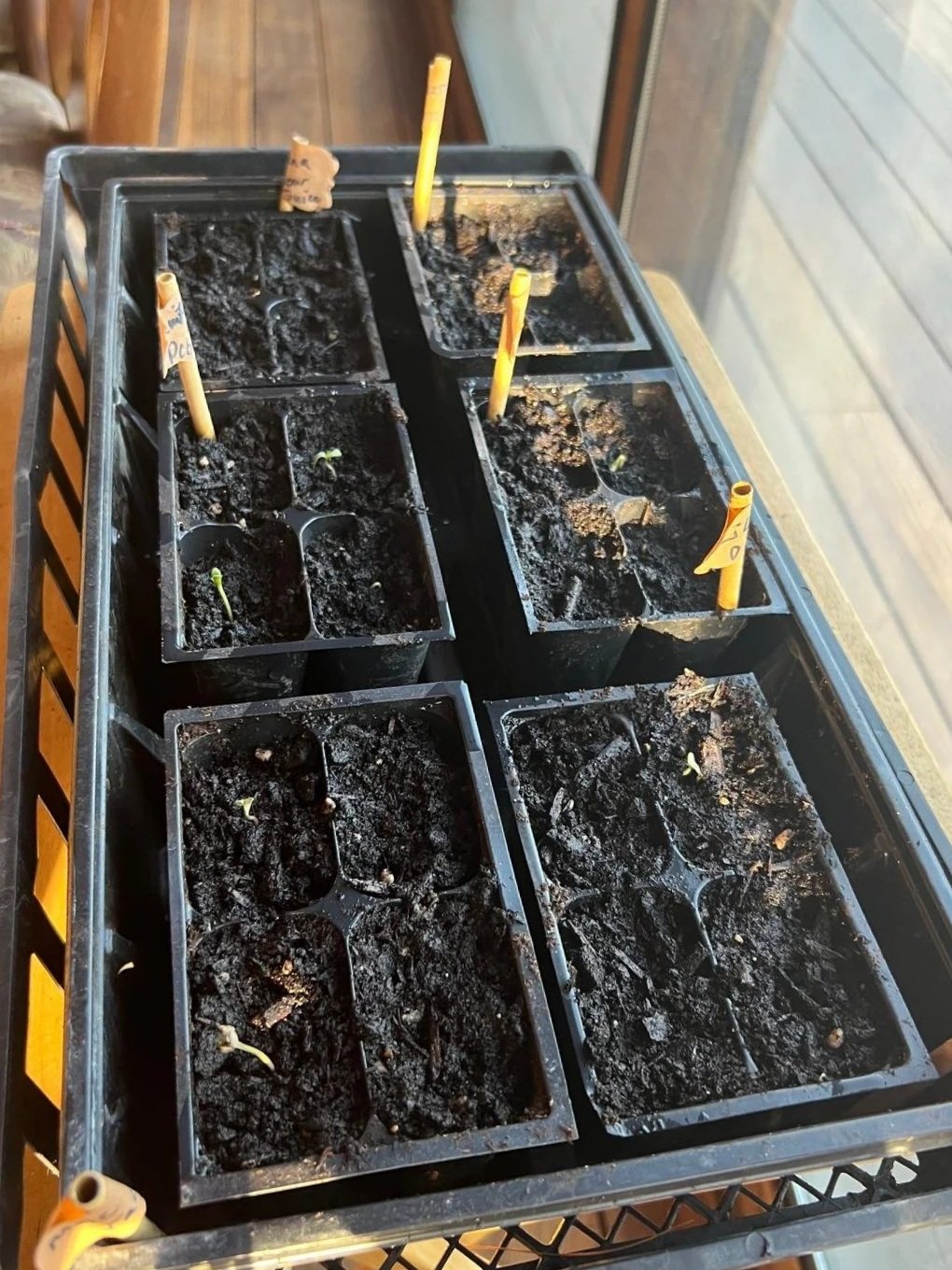 Growing at the N.E.S.T. Session 1: Planting the Seeds, Starting Your Home Cannabis Garden