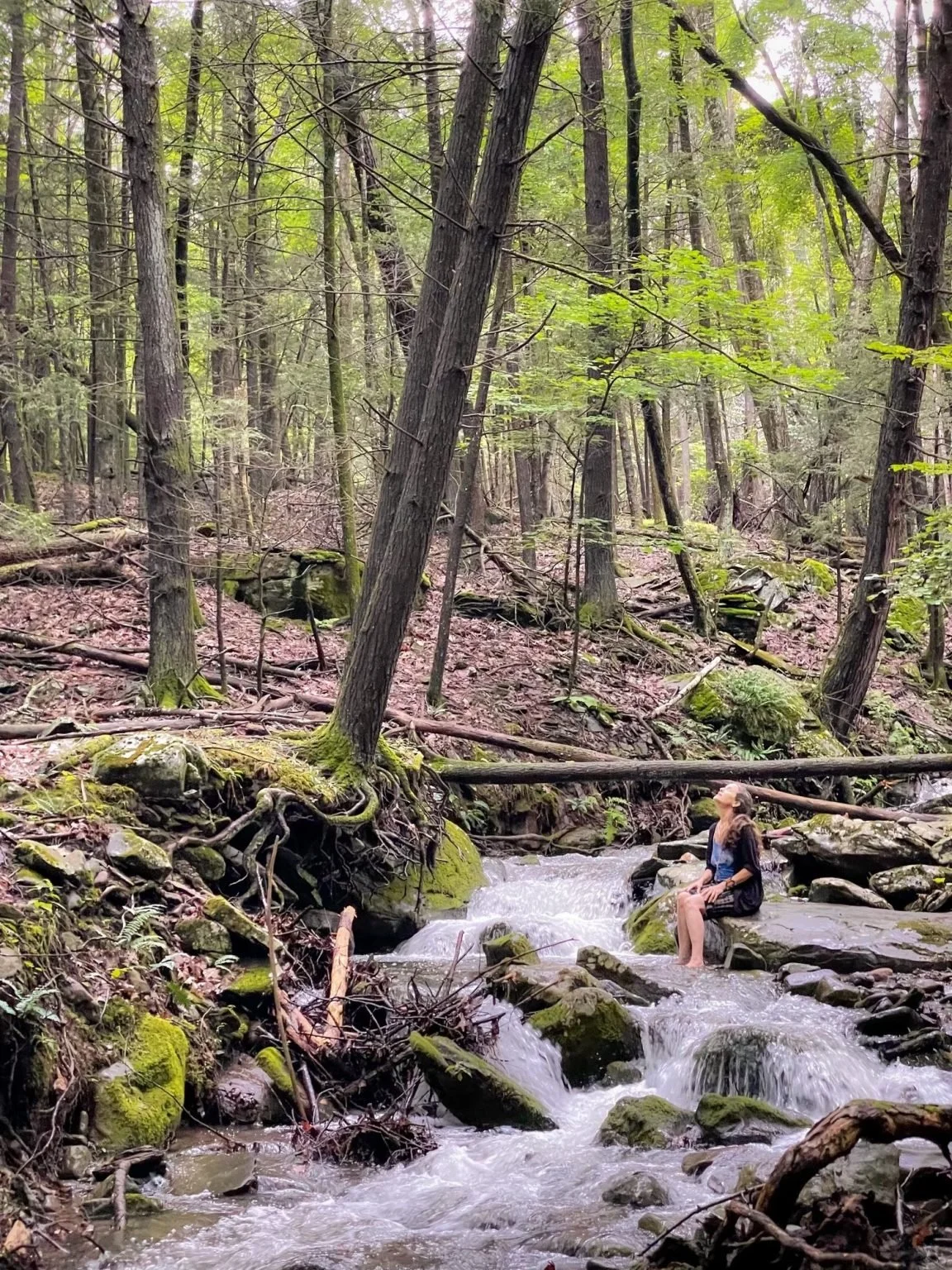 N.E.S.T. Forest Immersion