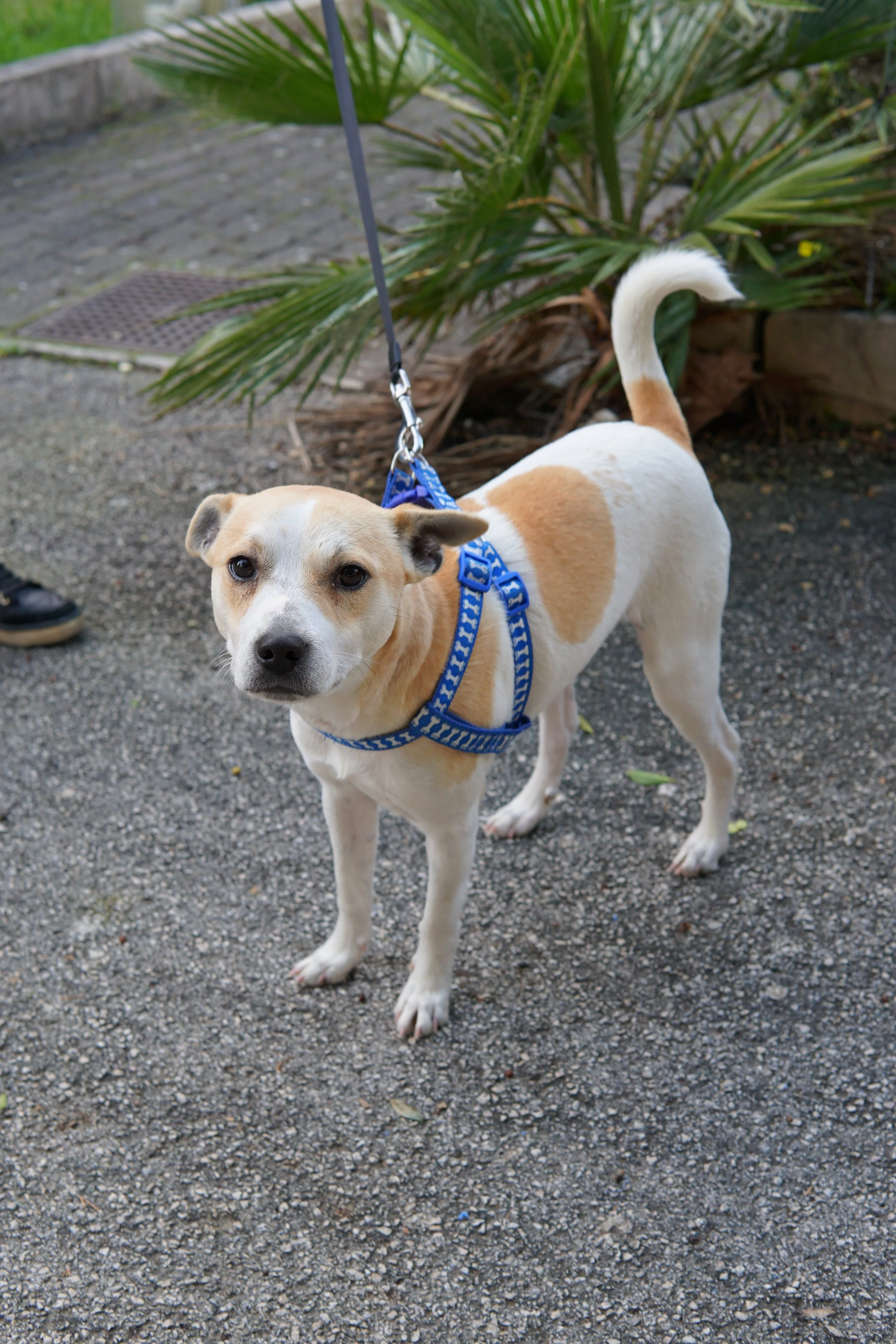 Ciao sono BILLY e cerco famiglia❤️

10/11 mesi, maschietto, taglia piccola (circa 8/9 kg).
Un cucciolone bravissimo, buonissimo, dolcissimo, di quelli che ti si incollano al cuore in due secondi.

(NO GATTI)
Billy cerca una famiglia consapevole che p