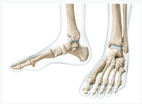 Session 2: Feet & Ankles