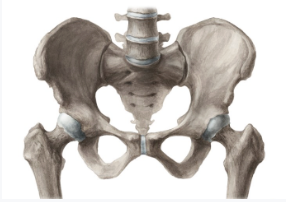 Session 1: The Pelvis