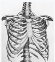 Session 3: Spine and Upper Body