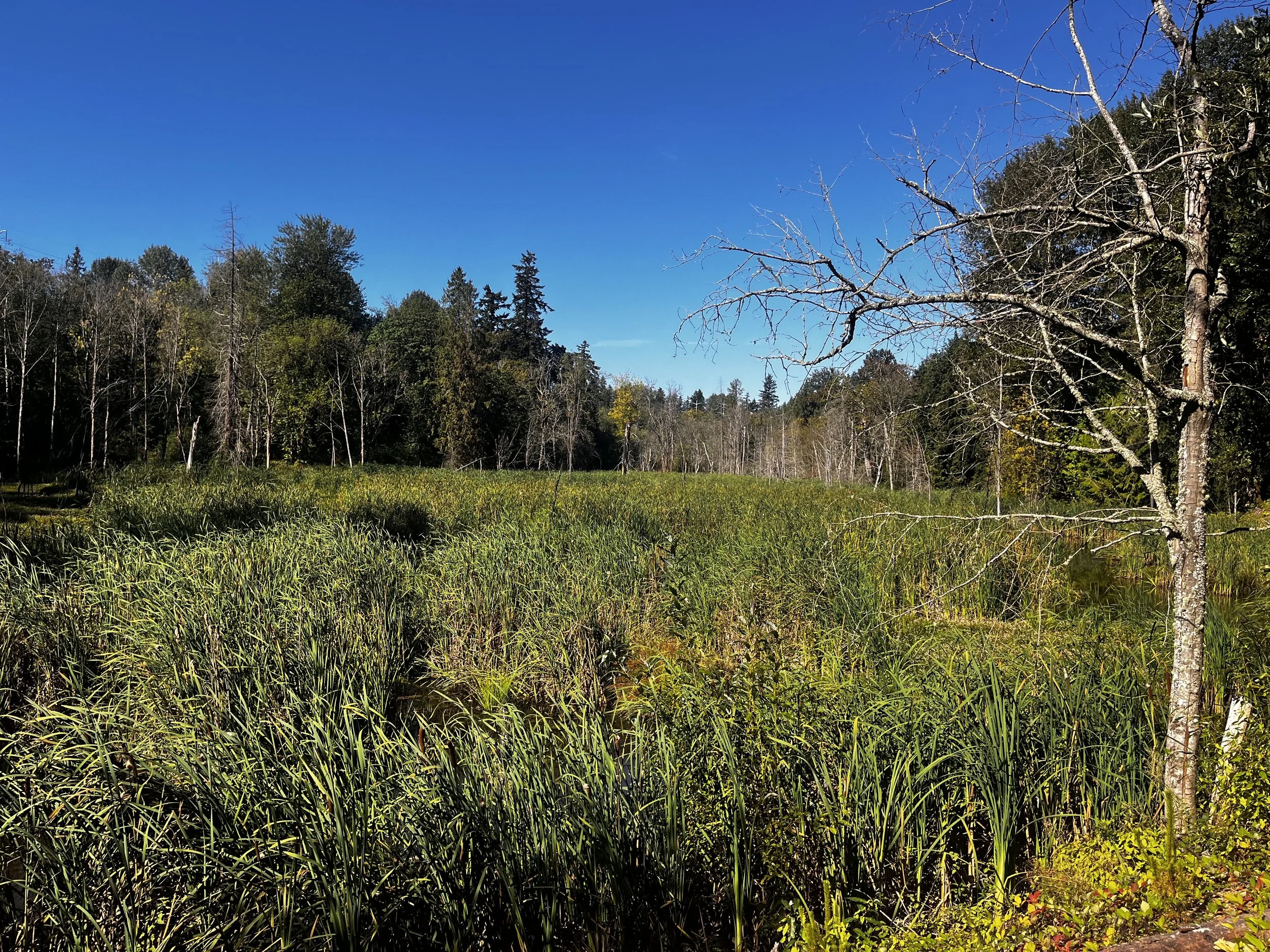 Taylor Creek              Headwaters