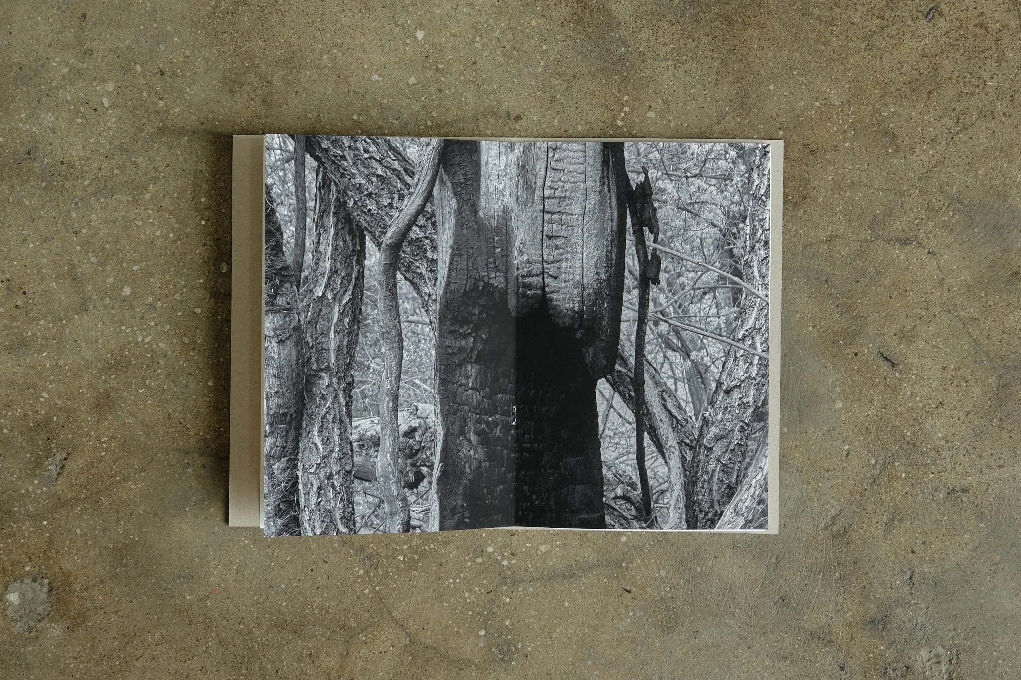 ElevineBerge_ 15.jpg