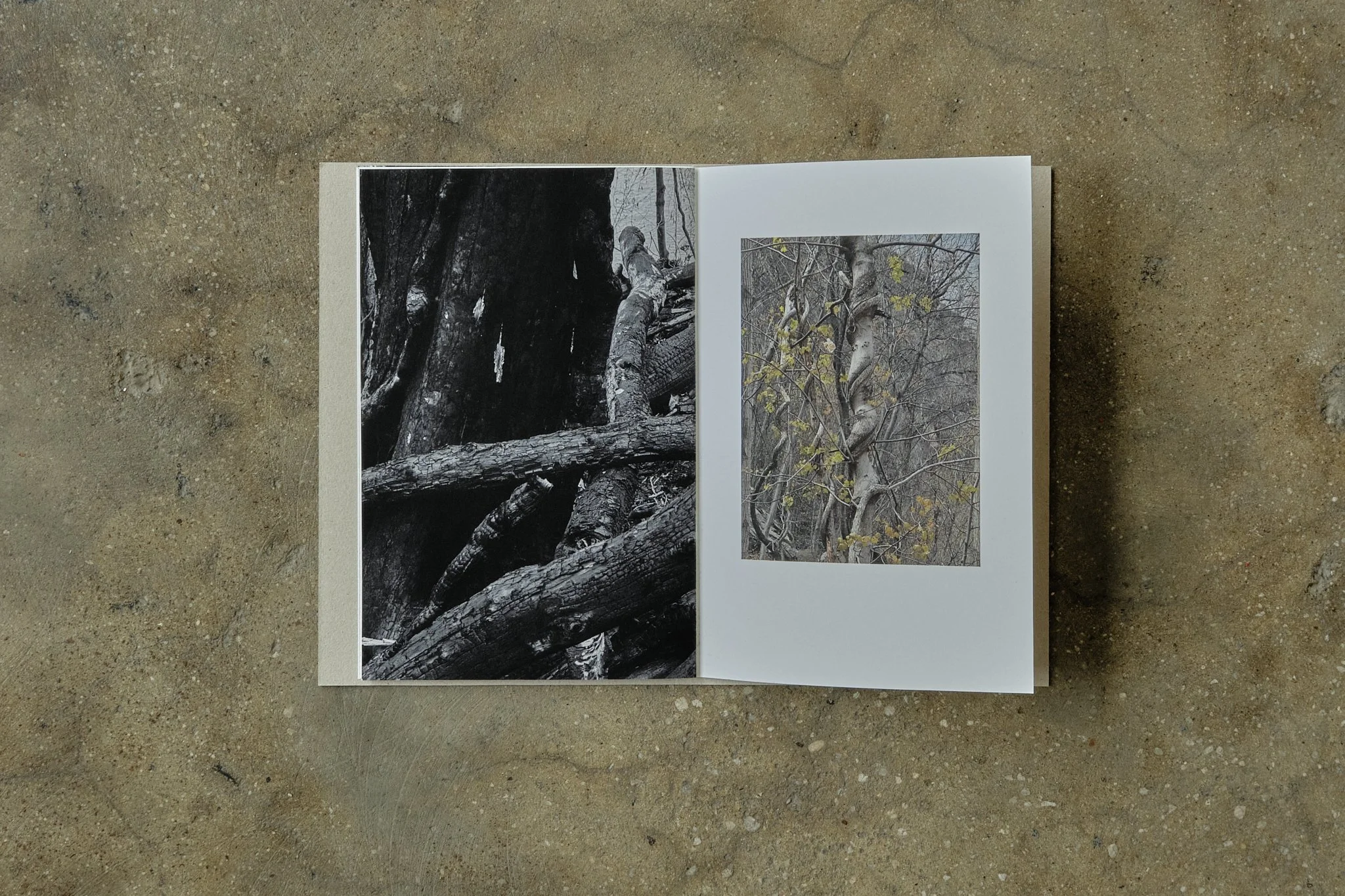 ElevineBerge_ 19.jpg