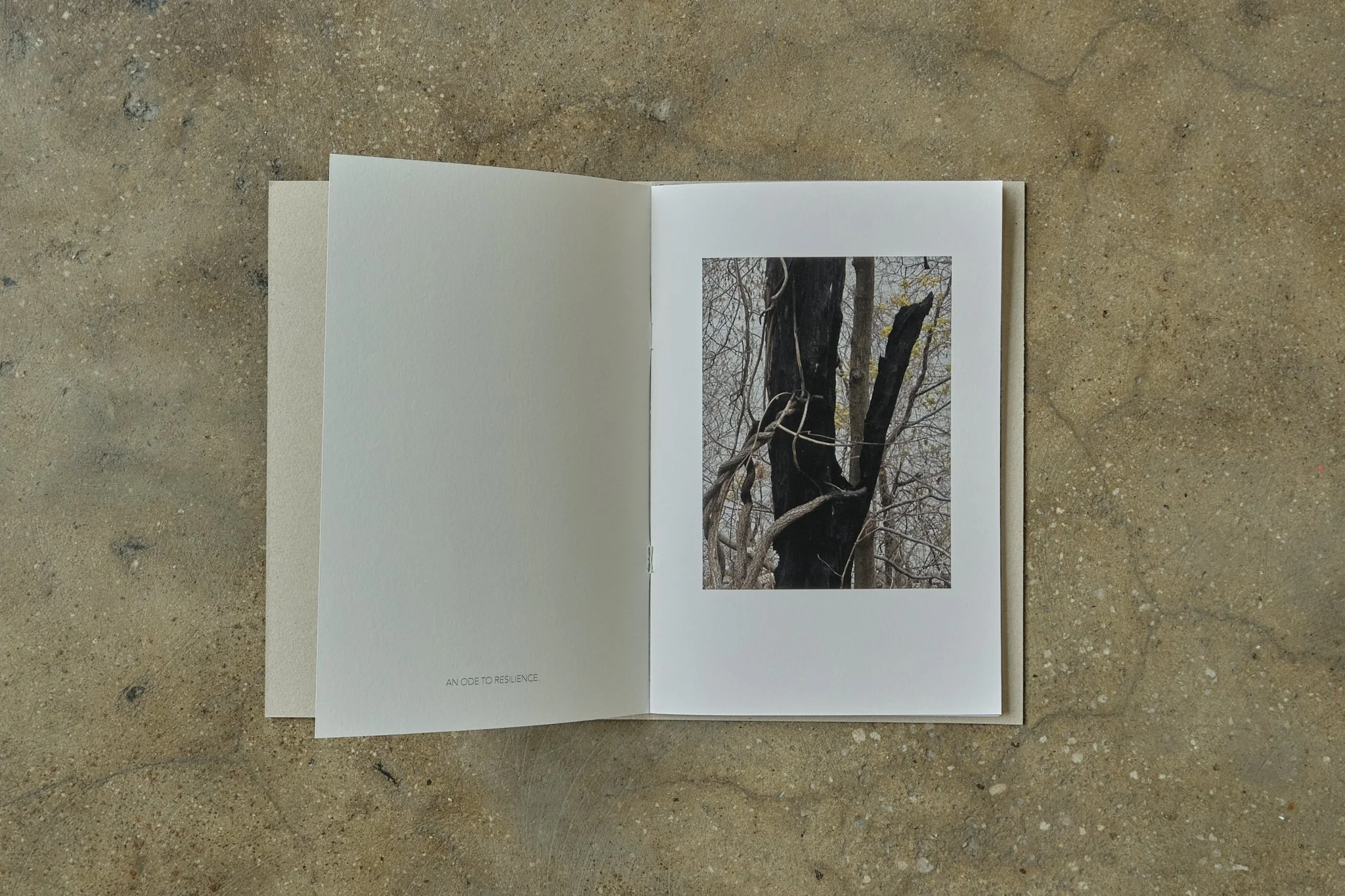 ElevineBerge_ 13.jpg