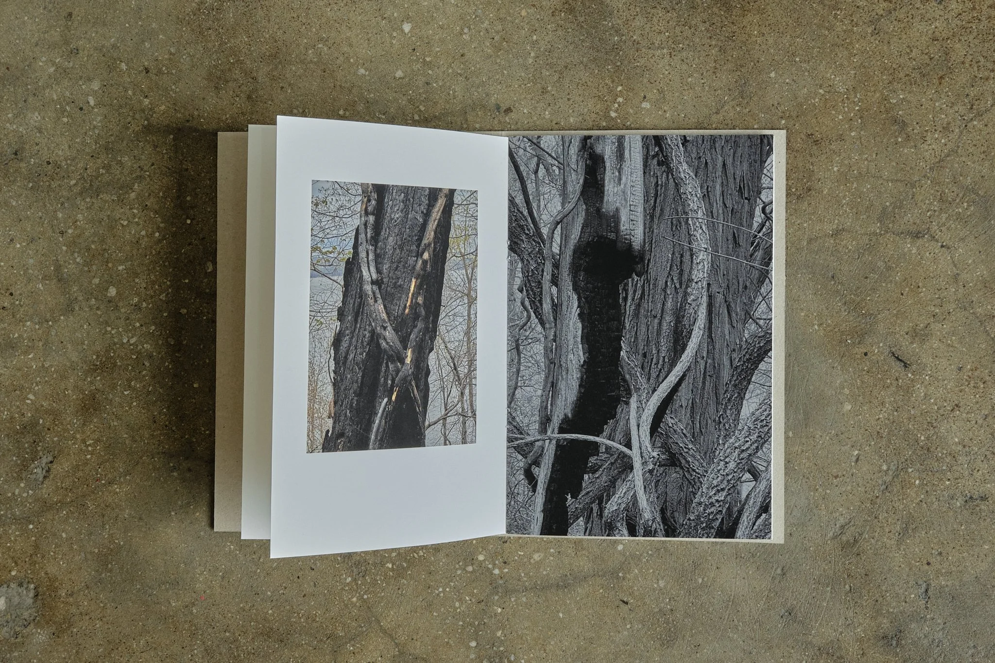 ElevineBerge_ 14.jpg