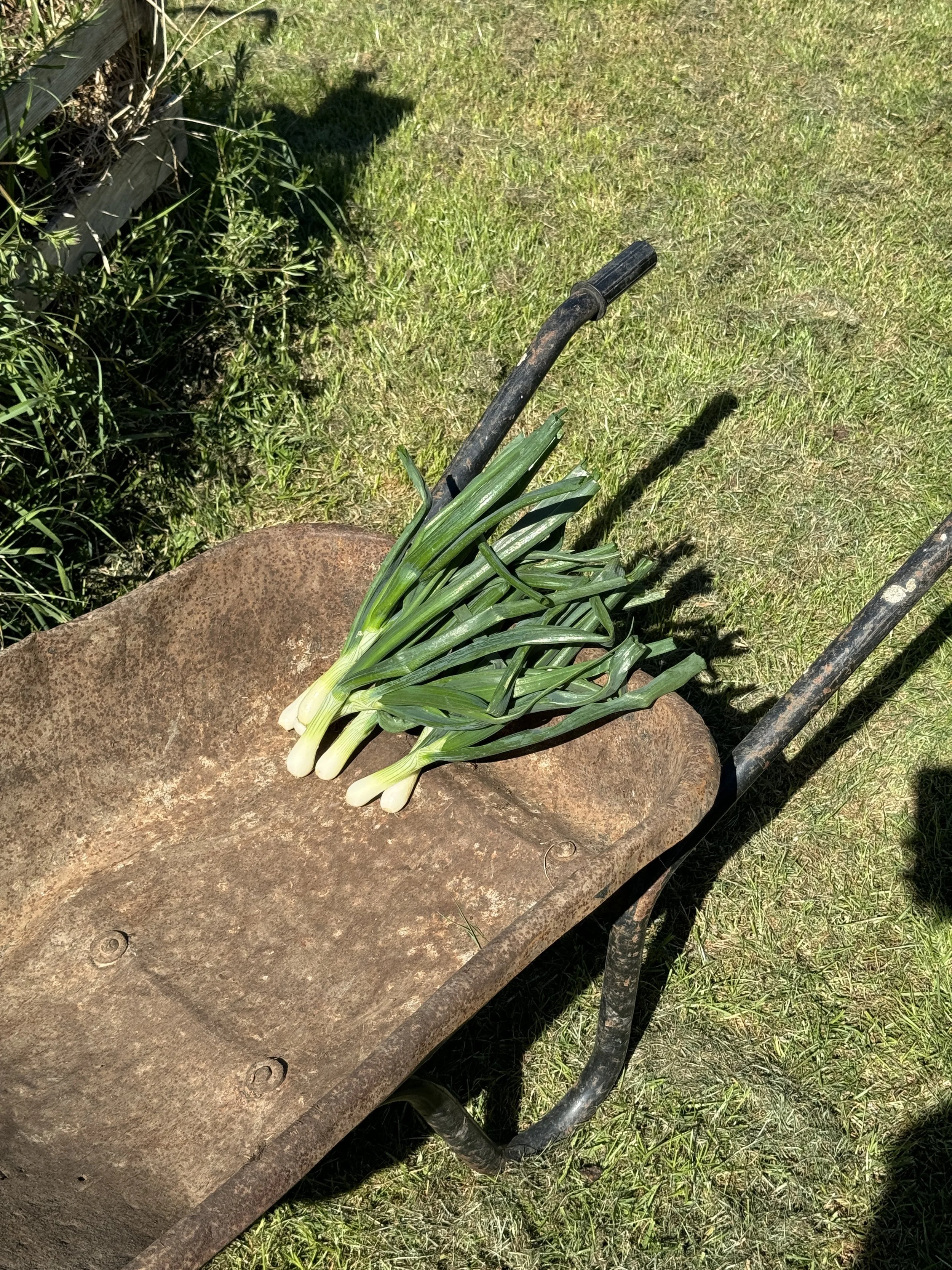 Pappou's spring onions