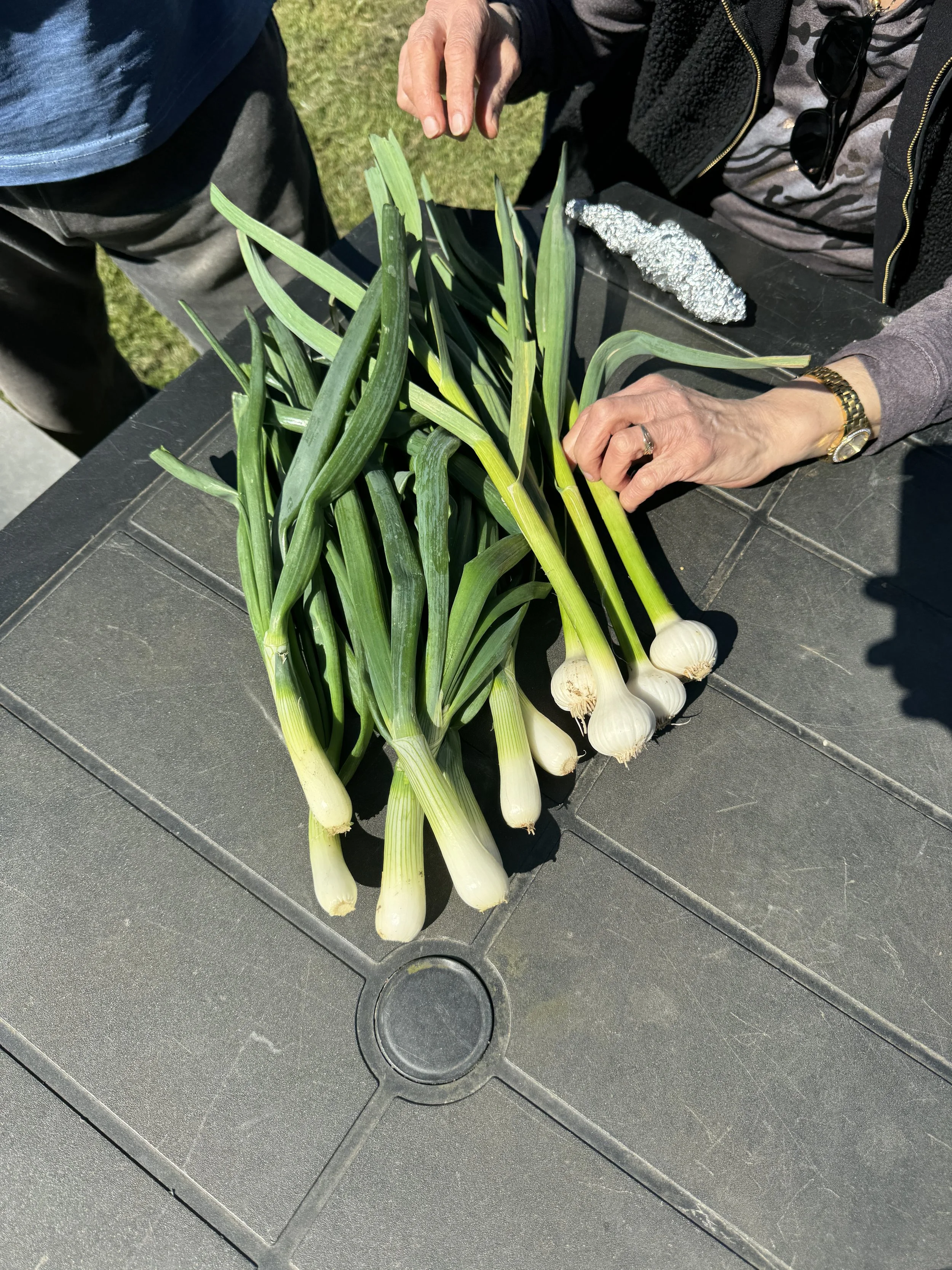 Spring onions &amp; fresh garlic