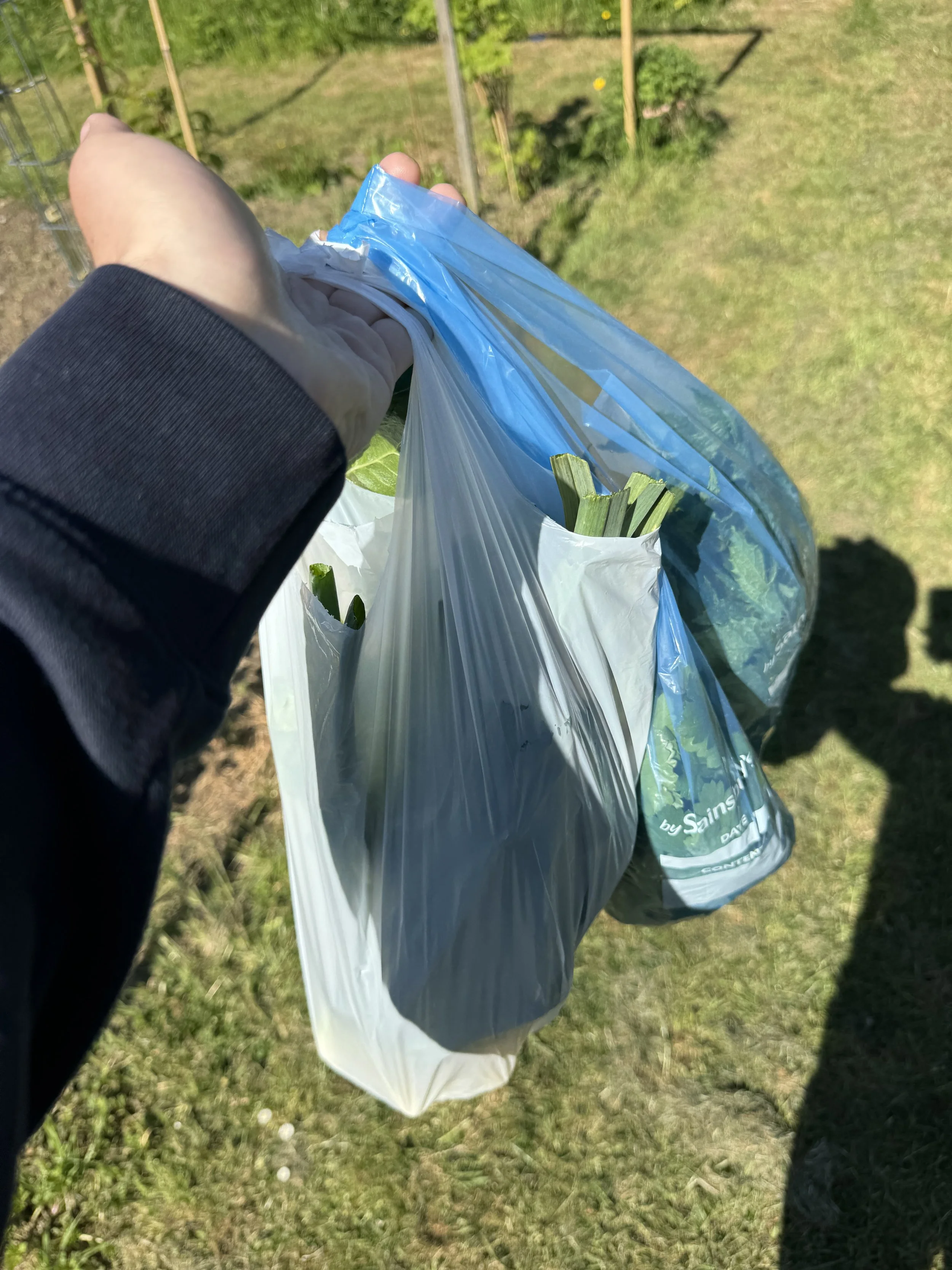 Shopping at Pappou's allotment