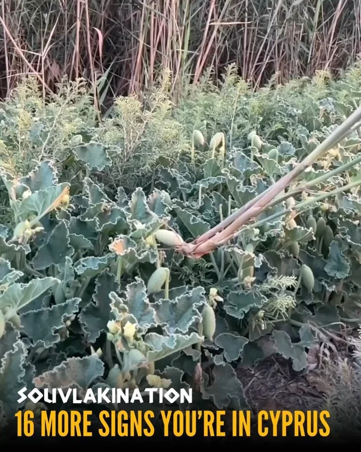 You missed Part 1? Check it out 👉 @souvlakination_ &amp; @nostos.magazine 🇨🇾 #Cyprus