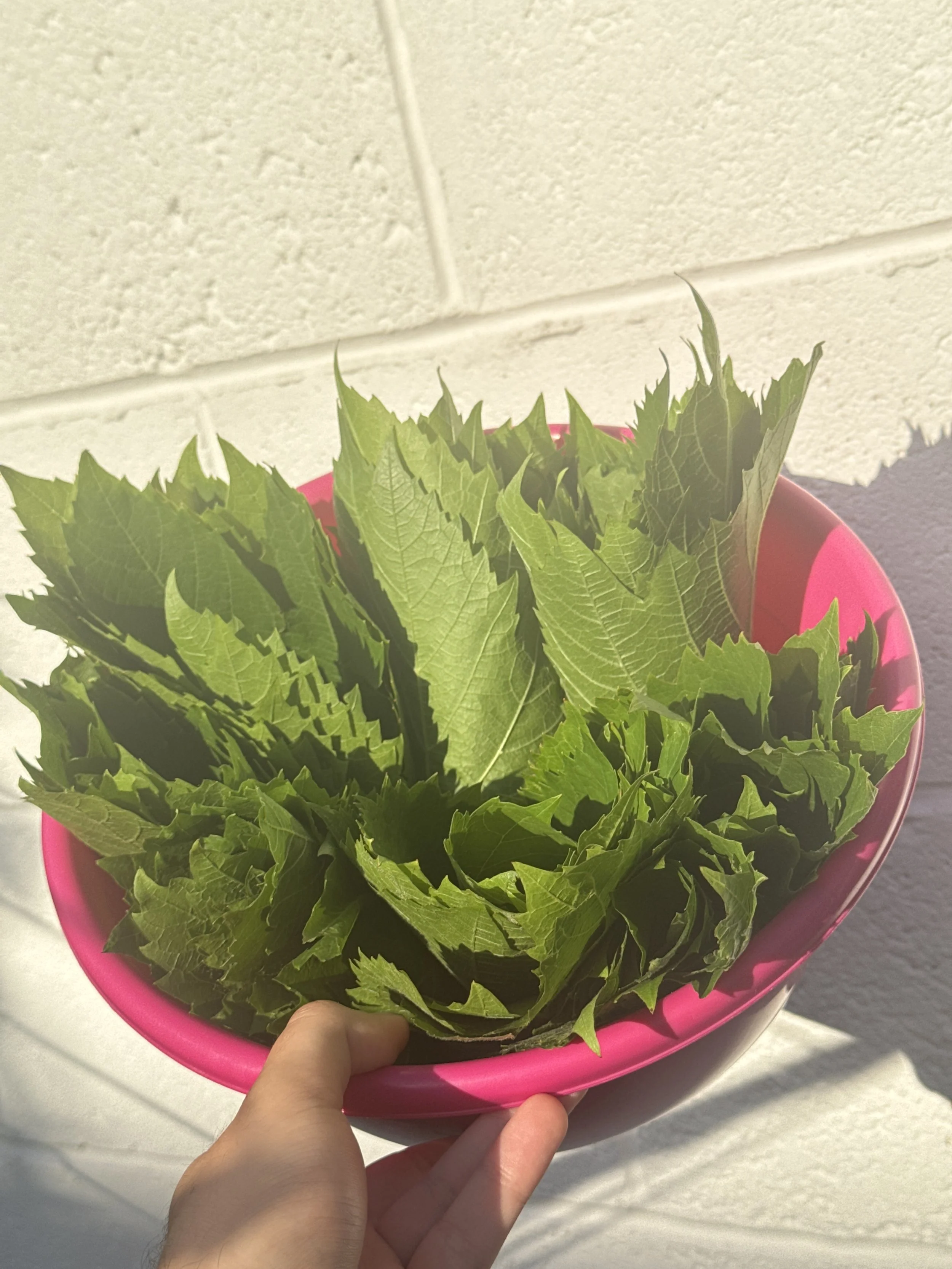 Koupepia recipe, Cypriot dolmadakia recipe – stuffed vine leaves, Souvlakination recipes: Authentic traditional Greek and Cypriot food recipes, dolmadakia vs koupepia